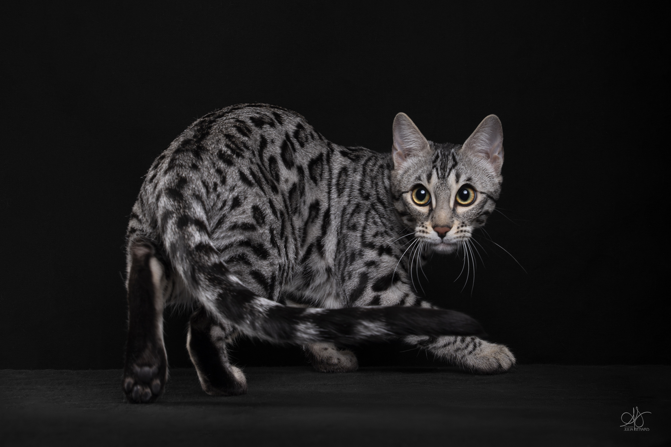 bengal's throne élevage chat loof wcf tica bengals bengal chat chatterie wild sauvage panthère léopard brown silver snow seal bleu rosettes vaucluse france tabby cat kitten mignon chaton chatons réservation vente