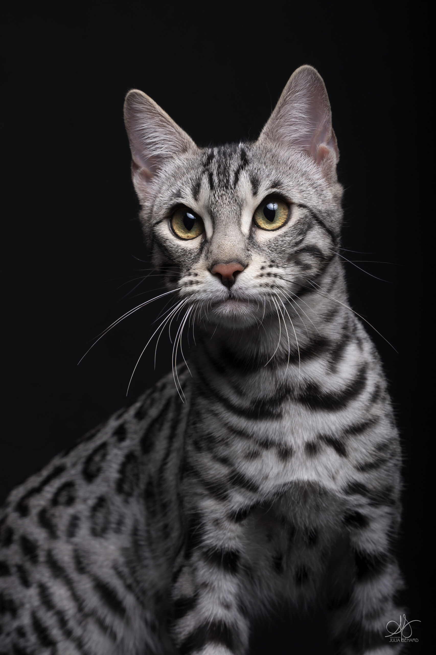 bengal's throne élevage chat loof wcf tica bengals bengal chat chatterie wild sauvage panthère léopard brown silver snow seal bleu rosettes vaucluse france tabby cat kitten mignon chaton chatons réservation vente