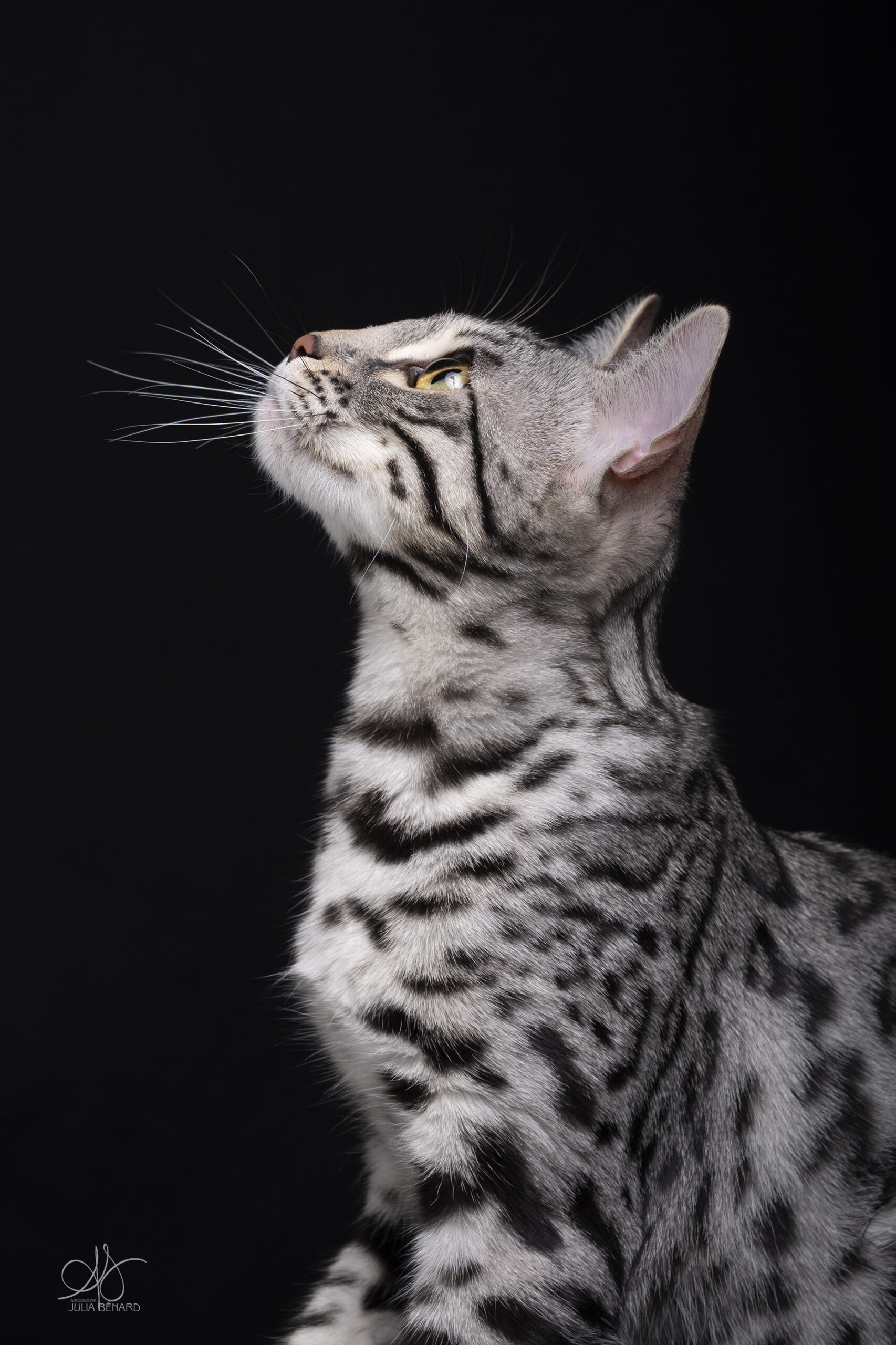 bengal's throne élevage chat loof wcf tica bengals bengal chat chatterie wild sauvage panthère léopard brown silver snow seal bleu rosettes vaucluse france tabby cat kitten mignon chaton chatons réservation vente