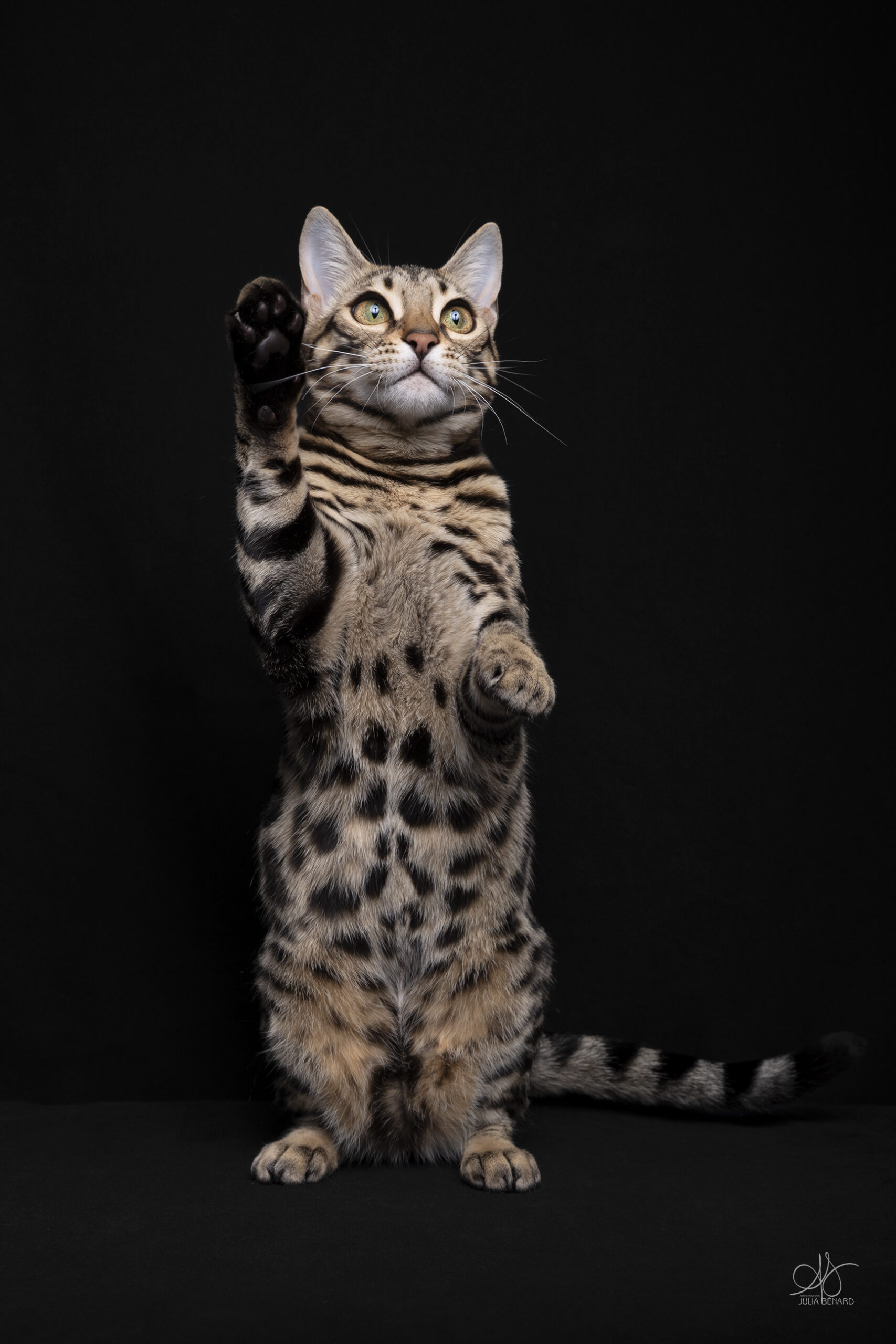 adagio bengal's throne élevage chat loof wcf tica bengals bengal chat chatterie wild sauvage panthère léopard brown silver snow seal bleu rosettes vaucluse france tabby cat kitten mignon chaton chatons réservation vente