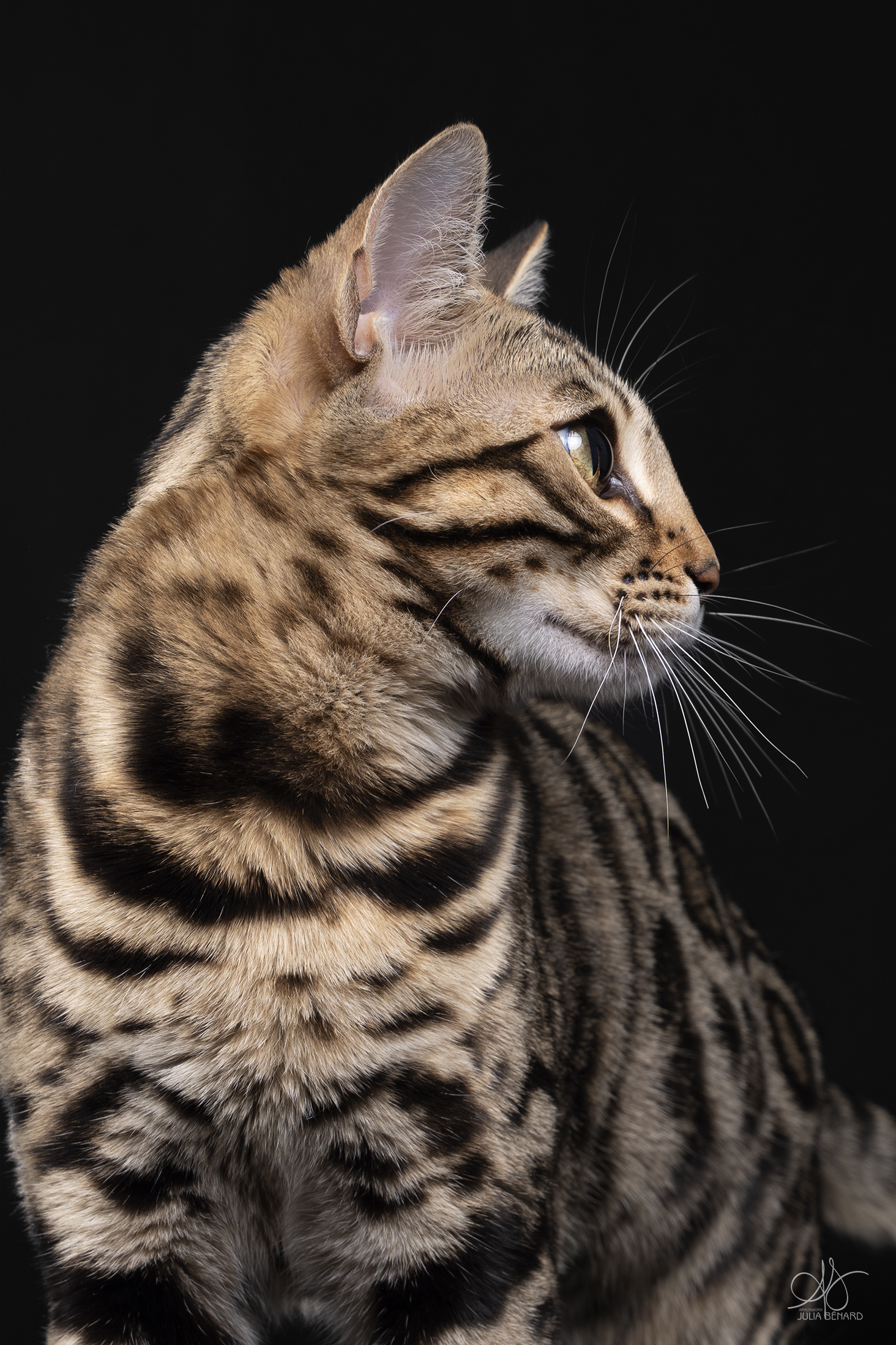 adagio bengal's throne élevage chat loof wcf tica bengals bengal chat chatterie wild sauvage panthère léopard brown silver snow seal bleu rosettes vaucluse france tabby cat kitten mignon chaton chatons réservation vente