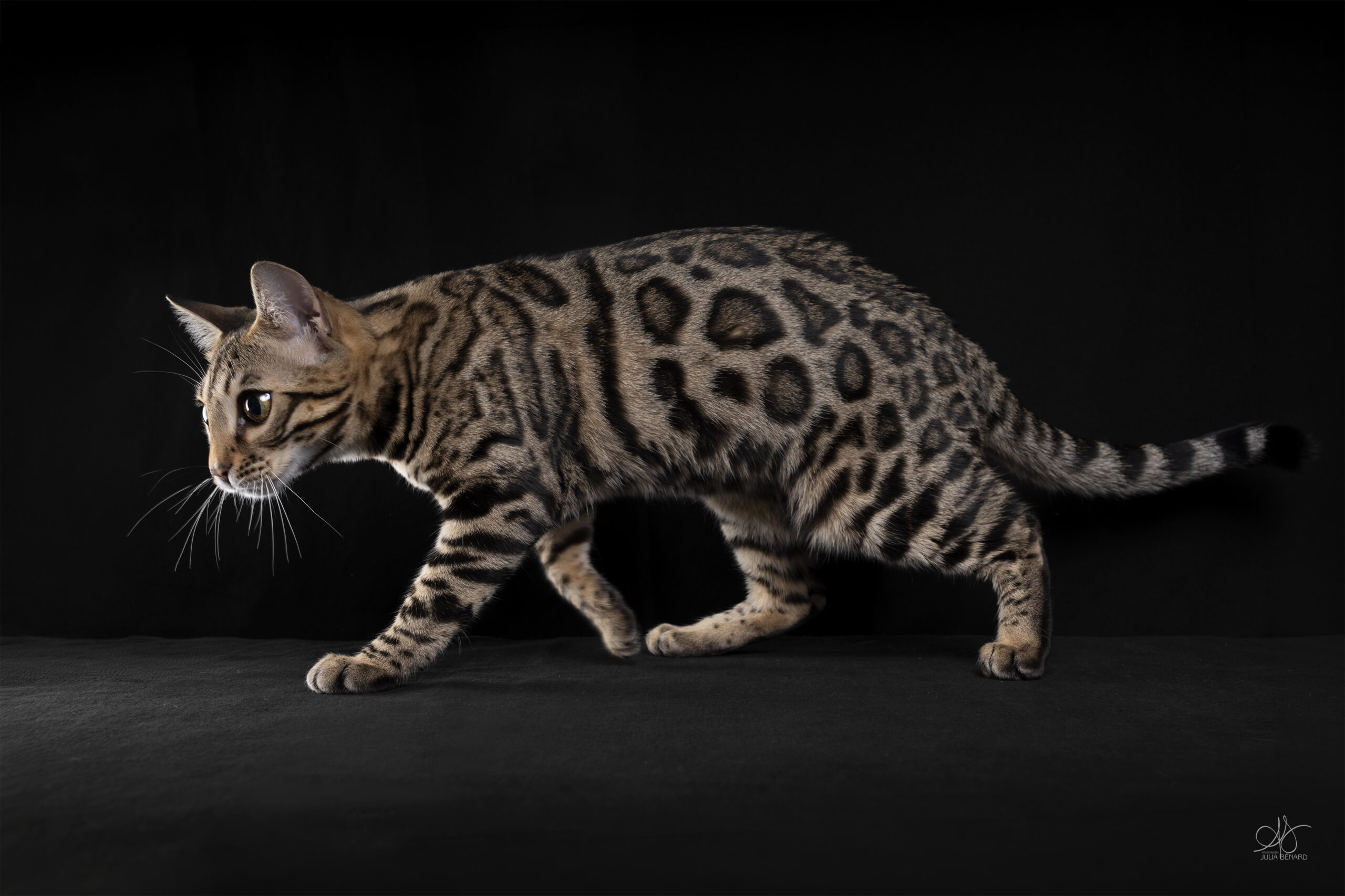 adagio bengal's throne élevage chat loof wcf tica bengals bengal chat chatterie wild sauvage panthère léopard brown silver snow seal bleu rosettes vaucluse france tabby cat kitten mignon chaton chatons réservation vente