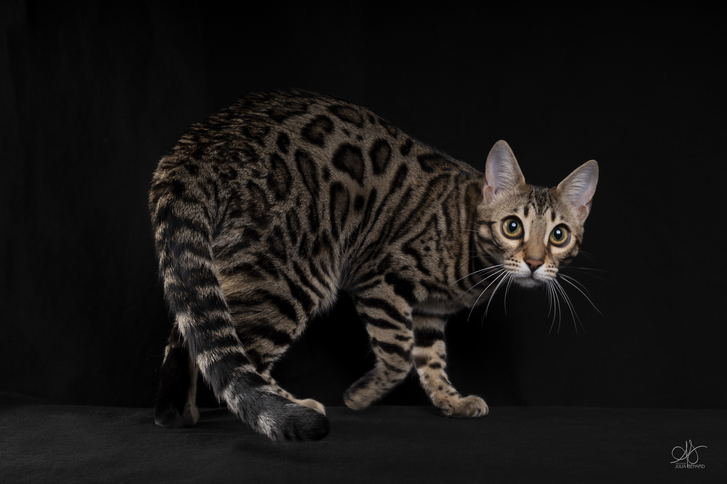 adagio bengal's throne élevage chat loof wcf tica bengals bengal chat chatterie wild sauvage panthère léopard brown silver snow seal bleu rosettes vaucluse france tabby cat kitten mignon chaton chatons réservation vente