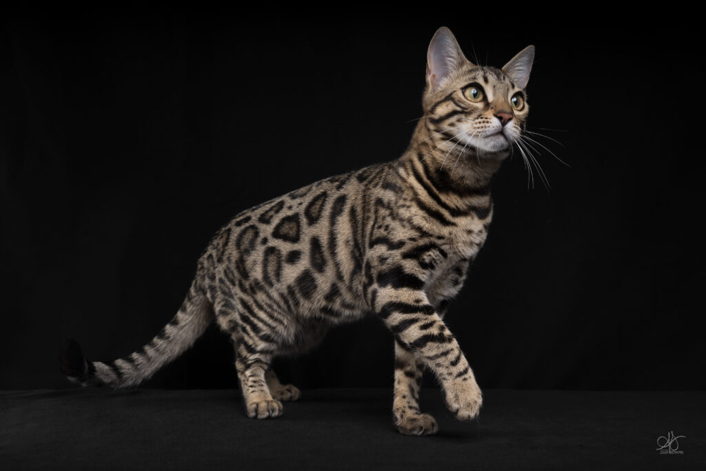 adagio bengal's throne élevage chat loof wcf tica bengals bengal chat chatterie wild sauvage panthère léopard brown silver snow seal bleu rosettes vaucluse france tabby cat kitten mignon chaton chatons réservation vente