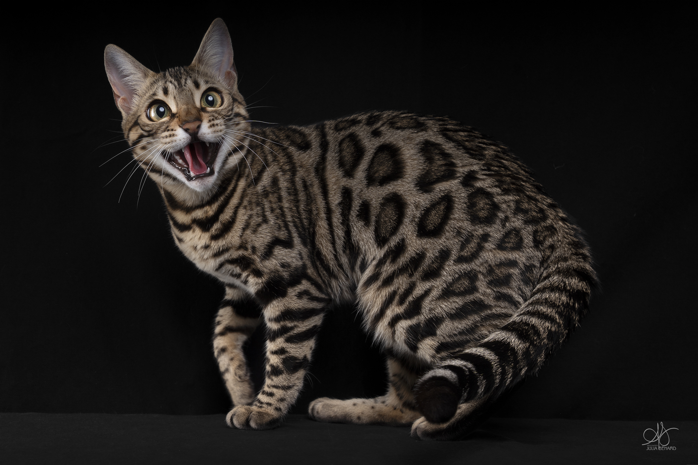 adagio bengal's throne élevage chat loof wcf tica bengals bengal chat chatterie wild sauvage panthère léopard brown silver snow seal bleu rosettes vaucluse france tabby cat kitten mignon chaton chatons réservation vente