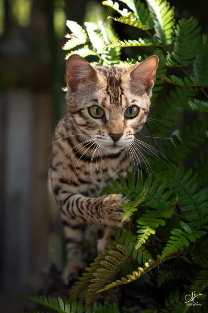 anduril bengal's throne élevage chat loof wcf tica bengals bengal chat chatterie wild sauvage panthère léopard brown silver snow seal bleu rosettes vaucluse france tabby cat kitten mignon chaton chatons réservation vente