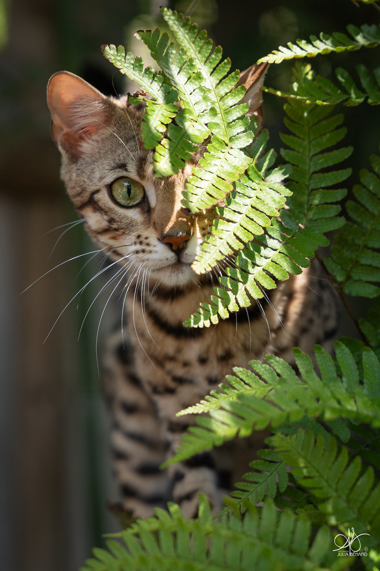 anduril bengal's throne élevage chat loof wcf tica bengals bengal chat chatterie wild sauvage panthère léopard brown silver snow seal bleu rosettes vaucluse france tabby cat kitten mignon chaton chatons réservation vente