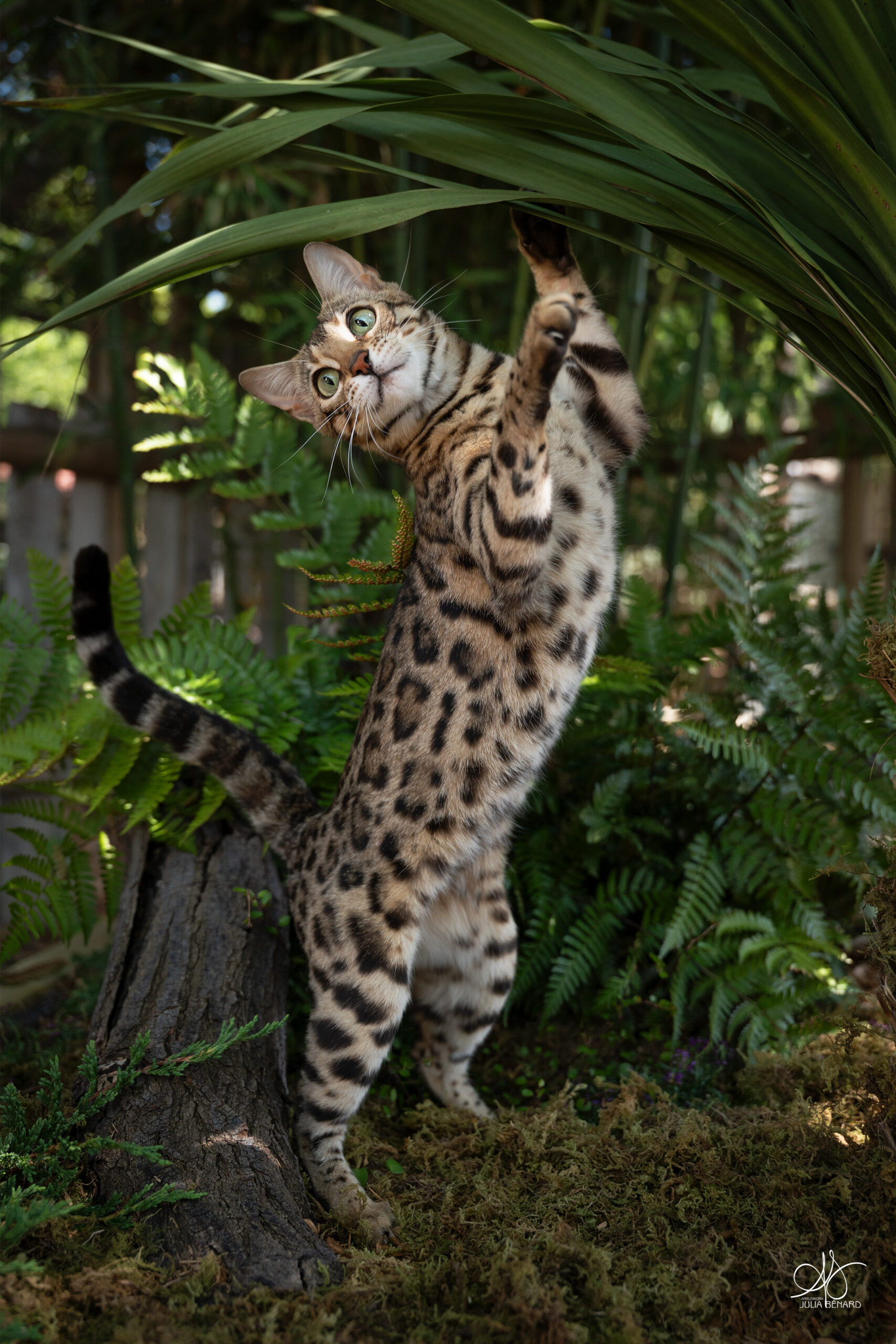 anduril bengal's throne élevage chat loof wcf tica bengals bengal chat chatterie wild sauvage panthère léopard brown silver snow seal bleu rosettes vaucluse france tabby cat kitten mignon chaton chatons réservation vente