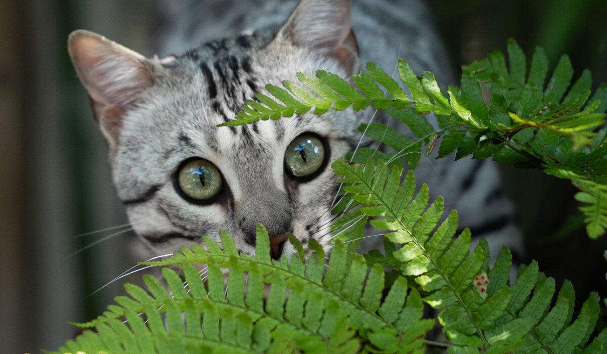 bengal's throne élevage chat loof wcf tica bengals bengal chat chatterie wild sauvage panthère léopard brown silver snow seal bleu rosettes vaucluse france tabby cat kitten mignon chaton chatons réservation vente