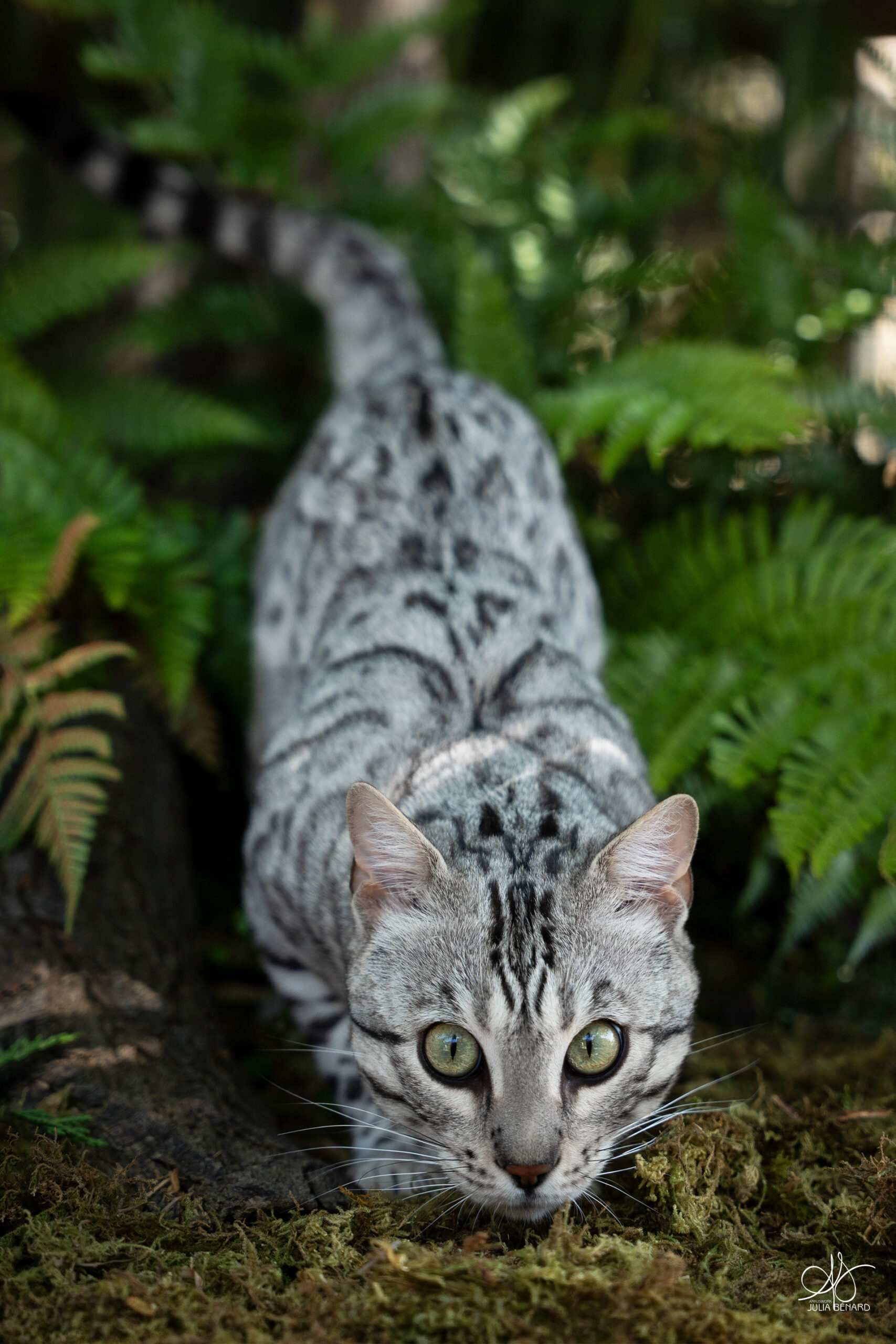 bengal's throne élevage chat loof wcf tica bengals bengal chat chatterie wild sauvage panthère léopard brown silver snow seal bleu rosettes vaucluse france tabby cat kitten mignon chaton chatons réservation vente