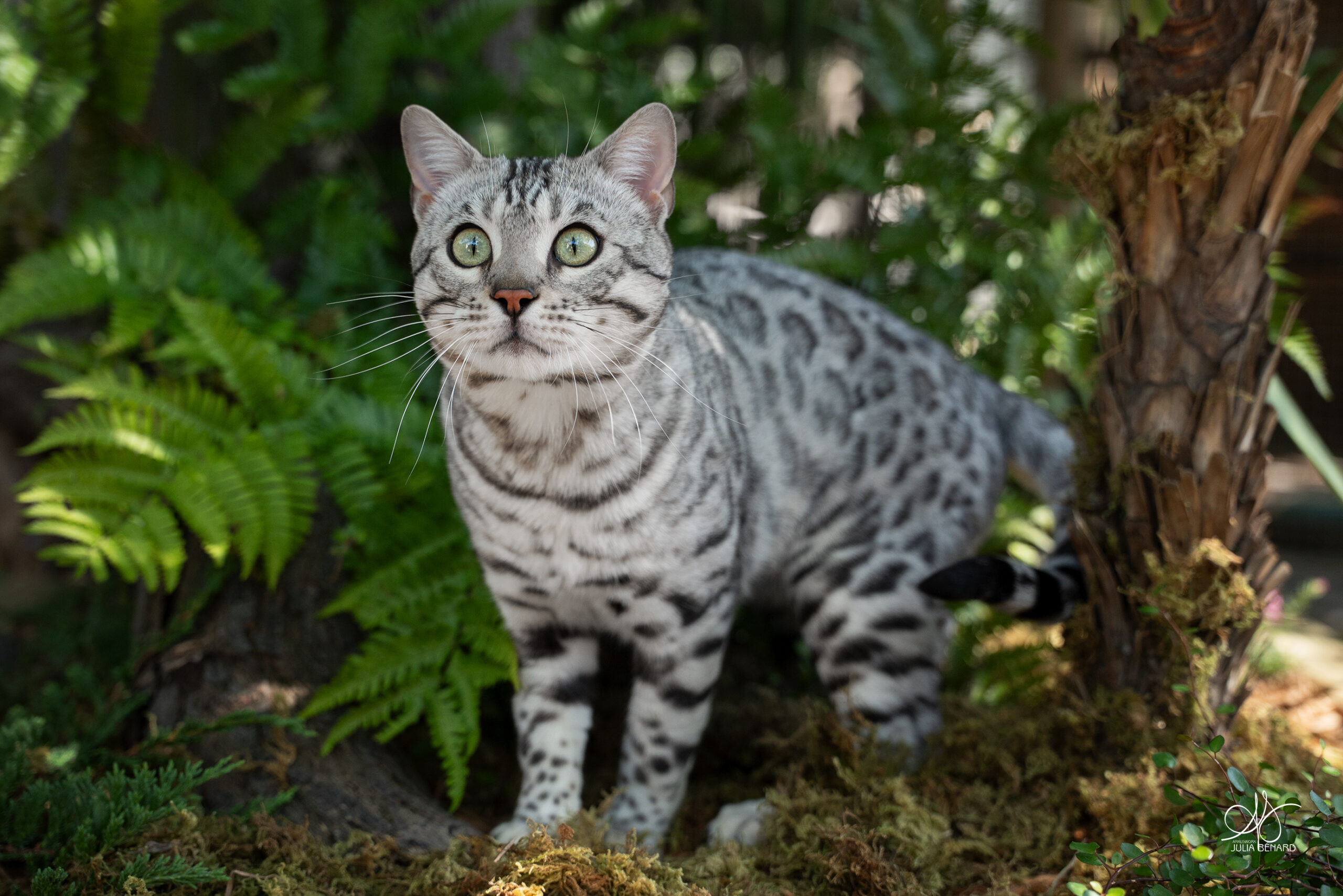 bengal's throne élevage chat loof wcf tica bengals bengal chat chatterie wild sauvage panthère léopard brown silver snow seal bleu rosettes vaucluse france tabby cat kitten mignon chaton chatons réservation vente