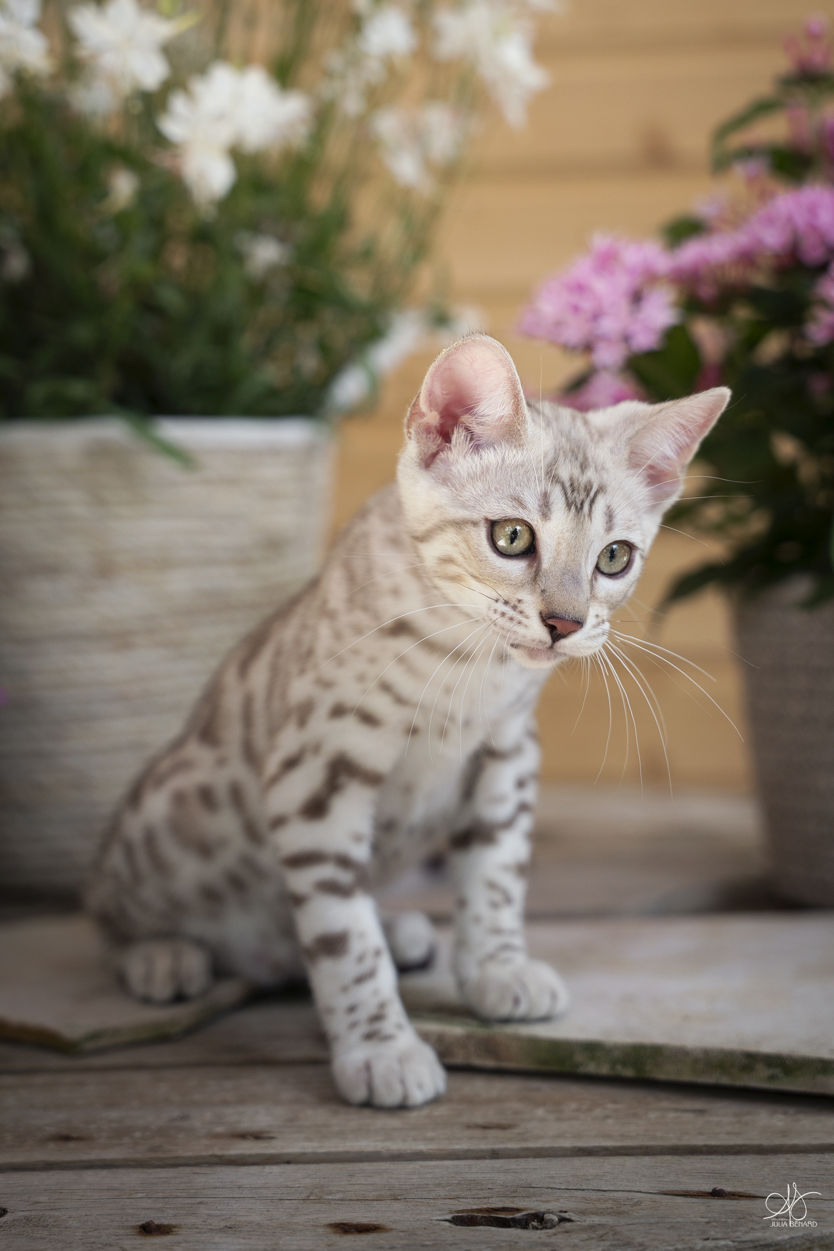 ainulindalë bengal's throne élevage chat loof wcf tica bengals bengal chat chatterie wild sauvage panthère léopard brown silver snow seal bleu rosettes vaucluse france tabby cat kitten mignon chaton chatons réservation vente