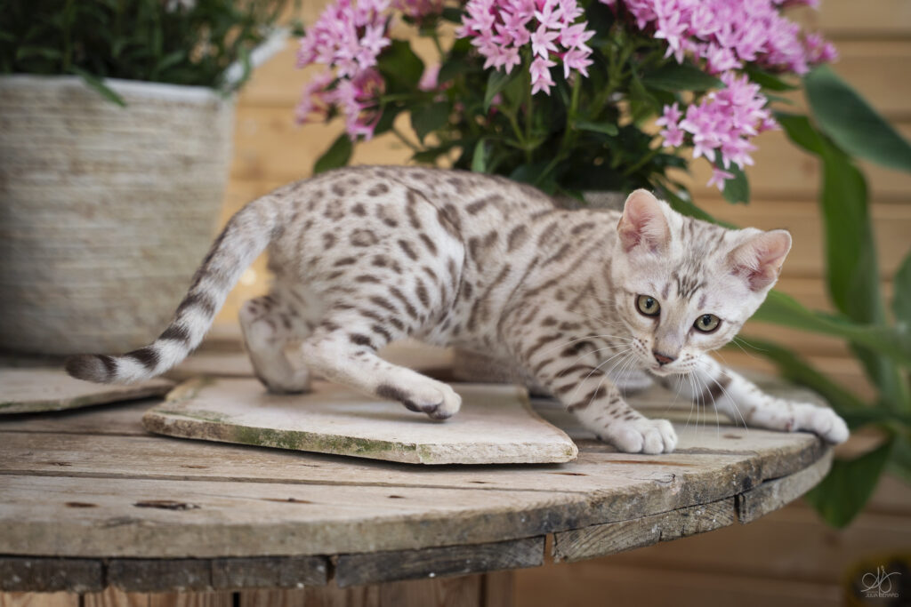 ainulindalë bengal's throne élevage chat loof wcf tica bengals bengal chat chatterie wild sauvage panthère léopard brown silver snow seal bleu rosettes vaucluse france tabby cat kitten mignon chaton chatons réservation vente