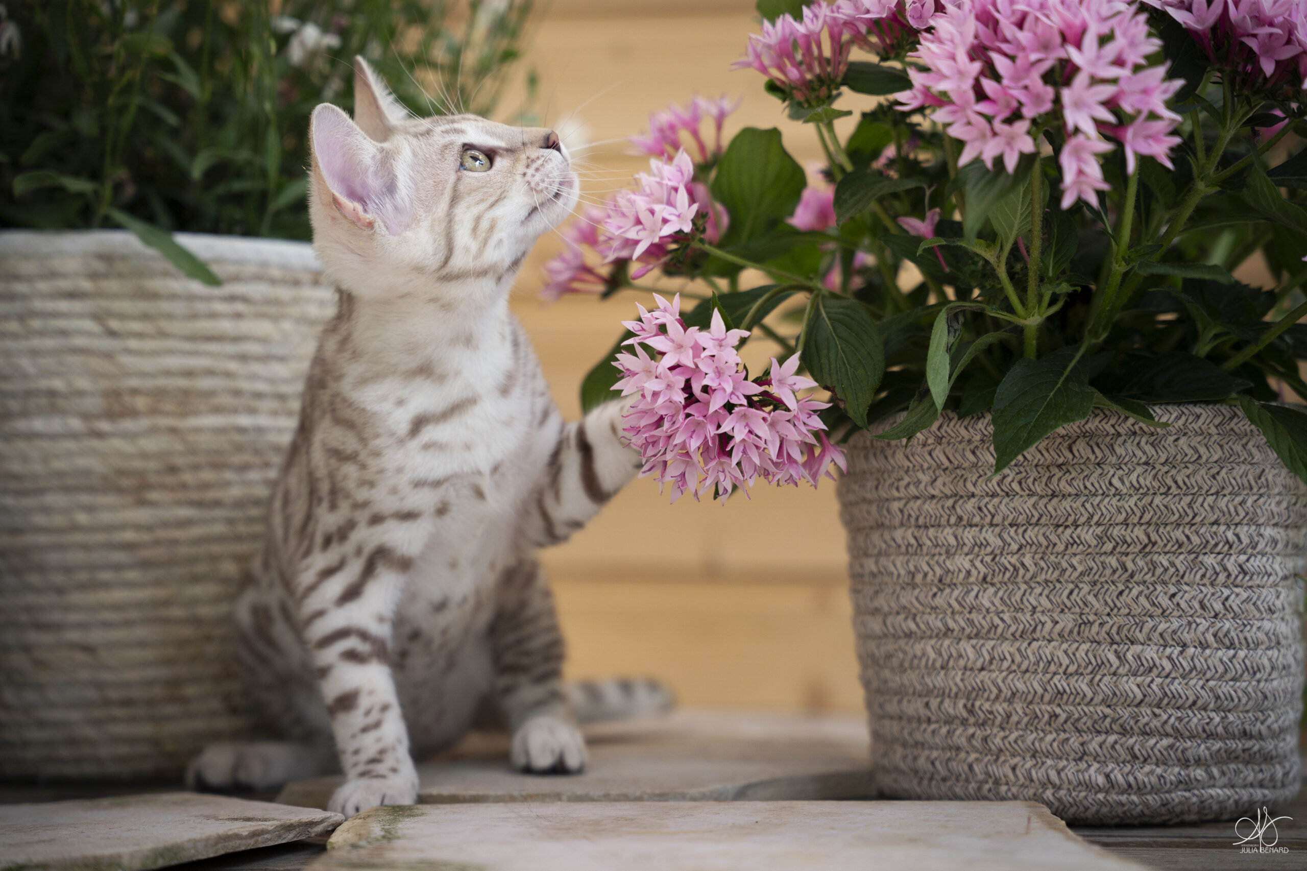 ainulindalë bengal's throne élevage chat loof wcf tica bengals bengal chat chatterie wild sauvage panthère léopard brown silver snow seal bleu rosettes vaucluse france tabby cat kitten mignon chaton chatons réservation vente
