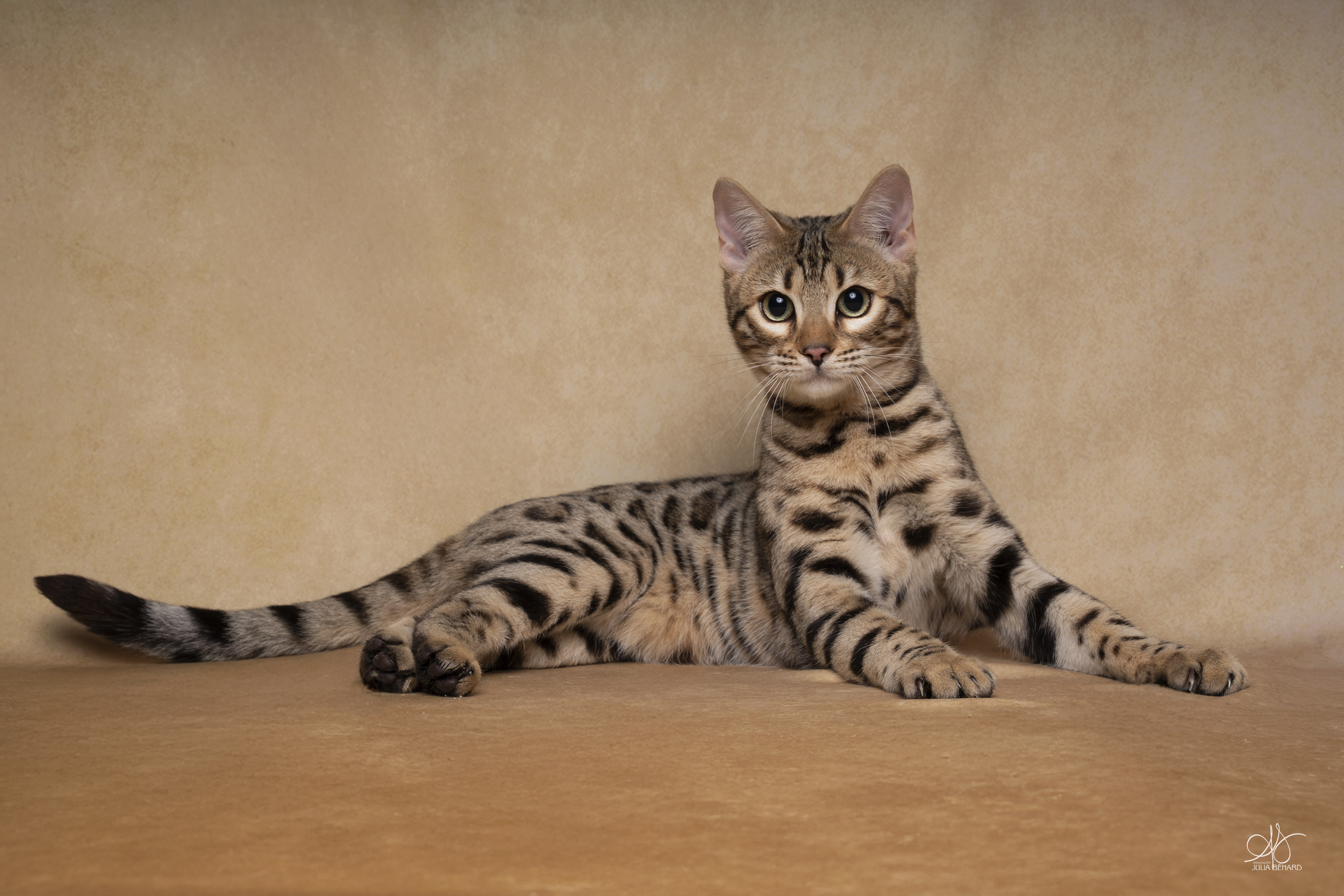 asshaï-lès-ombres bengal's throne élevage chat loof wcf tica bengals bengal chat chatterie wild sauvage panthère léopard brown silver snow seal bleu rosettes vaucluse france tabby cat kitten mignon chaton chatons réservation vente