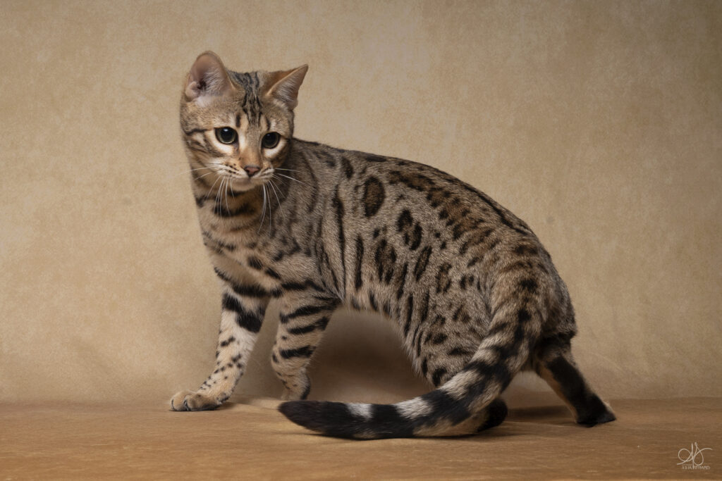 anduril bengal's throne élevage chat loof wcf tica bengals bengal chat chatterie wild sauvage panthère léopard brown silver snow seal bleu rosettes vaucluse france tabby cat kitten mignon chaton chatons réservation vente