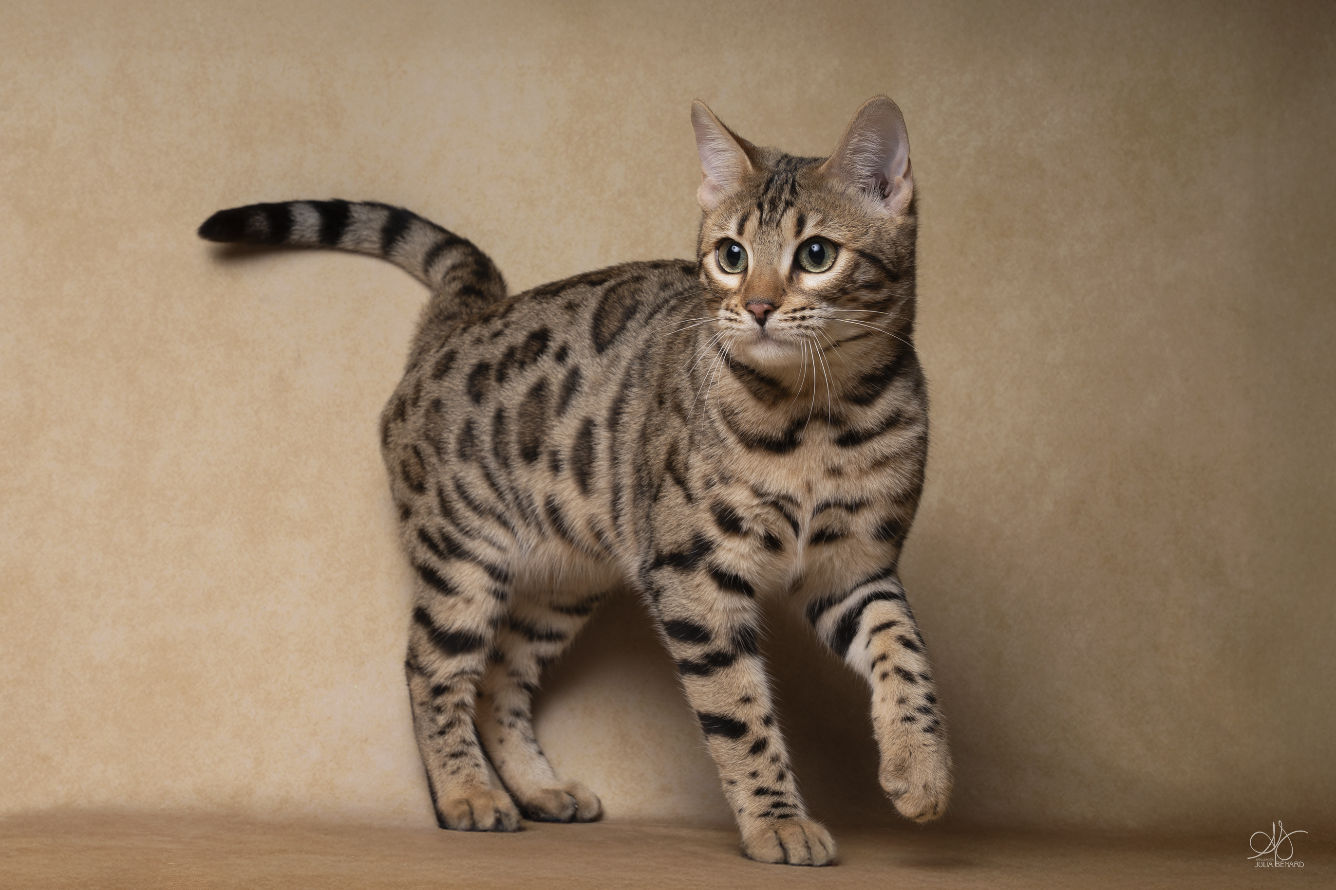 asshaï-lès-ombres bengal's throne élevage chat loof wcf tica bengals bengal chat chatterie wild sauvage panthère léopard brown silver snow seal bleu rosettes vaucluse france tabby cat kitten mignon chaton chatons réservation vente