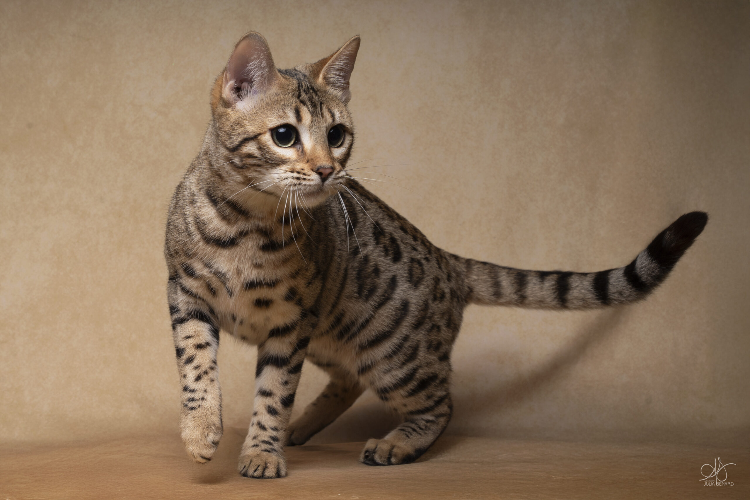 asshaï-lès-ombres bengal's throne élevage chat loof wcf tica bengals bengal chat chatterie wild sauvage panthère léopard brown silver snow seal bleu rosettes vaucluse france tabby cat kitten mignon chaton chatons réservation vente
