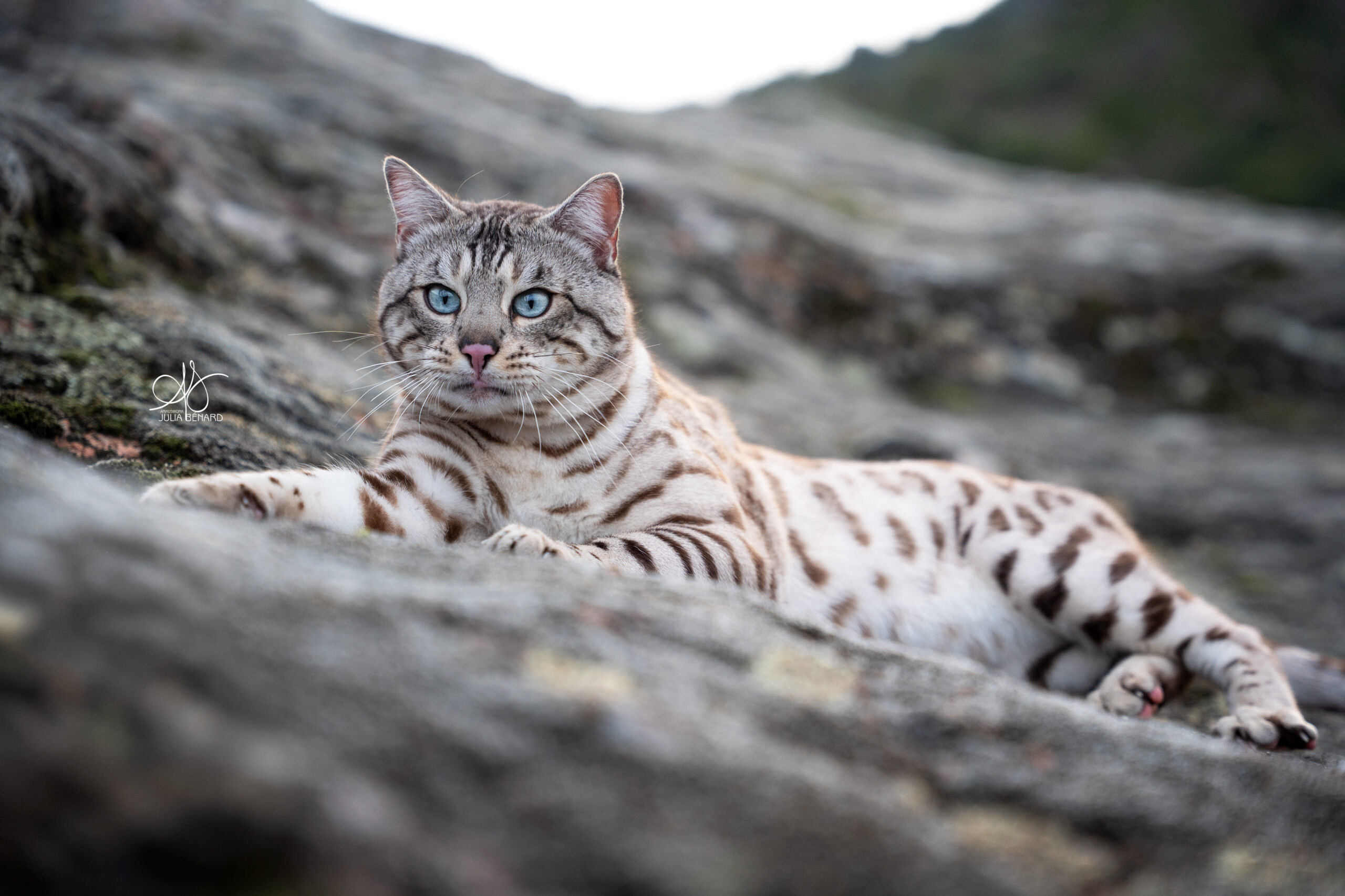 bengal's throne élevage chat loof wcf tica bengals bengal chat chatterie wild sauvage panthère léopard brown silver snow seal bleu rosettes vaucluse france tabby cat kitten mignon chaton chatons réservation vente
