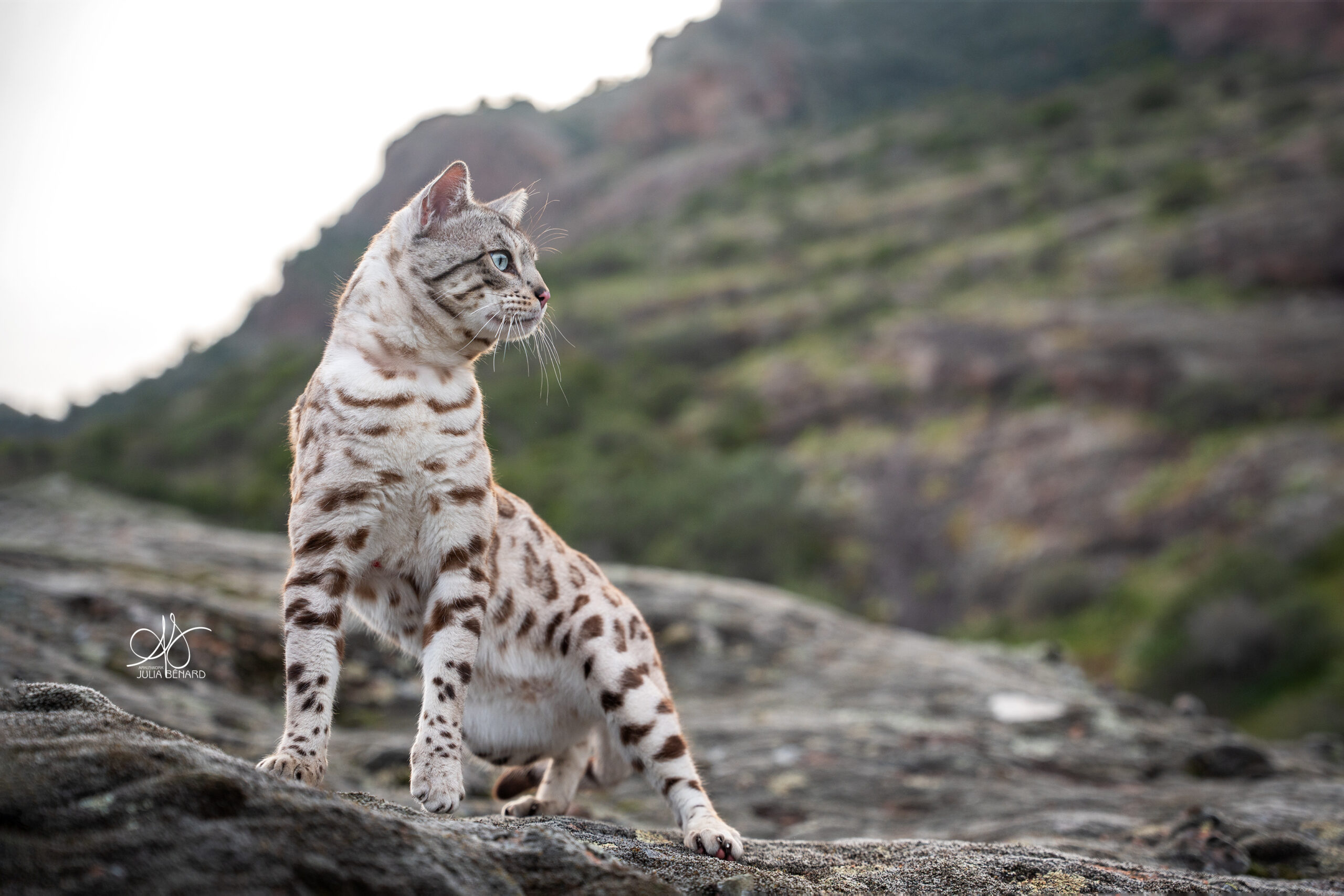 bengal's throne élevage chat loof wcf tica bengals bengal chat chatterie wild sauvage panthère léopard brown silver snow seal bleu rosettes vaucluse france tabby cat kitten mignon chaton chatons réservation vente