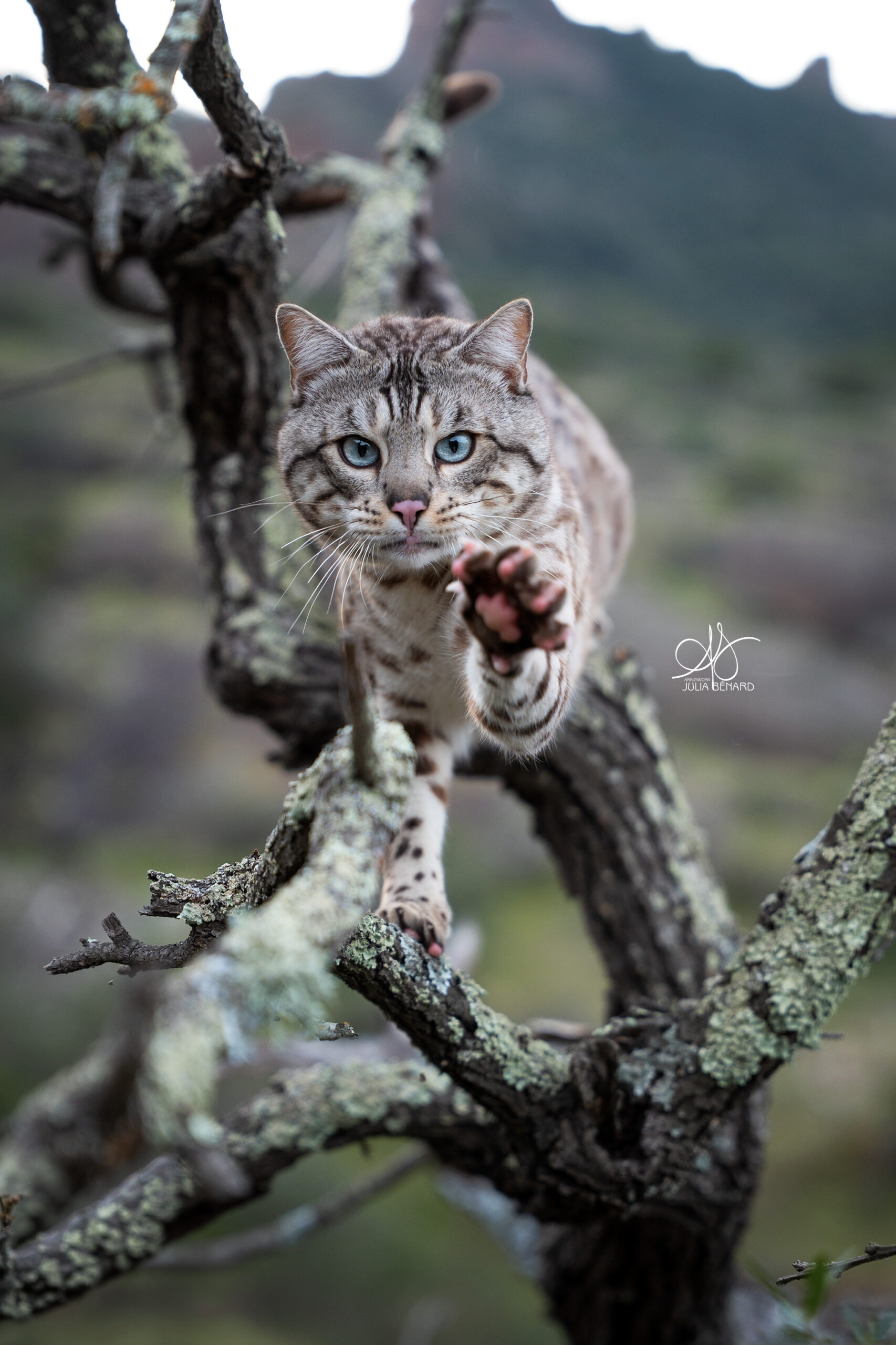 bengal's throne élevage chat loof wcf tica bengals bengal chat chatterie wild sauvage panthère léopard brown silver snow seal bleu rosettes vaucluse france tabby cat kitten mignon chaton chatons réservation vente