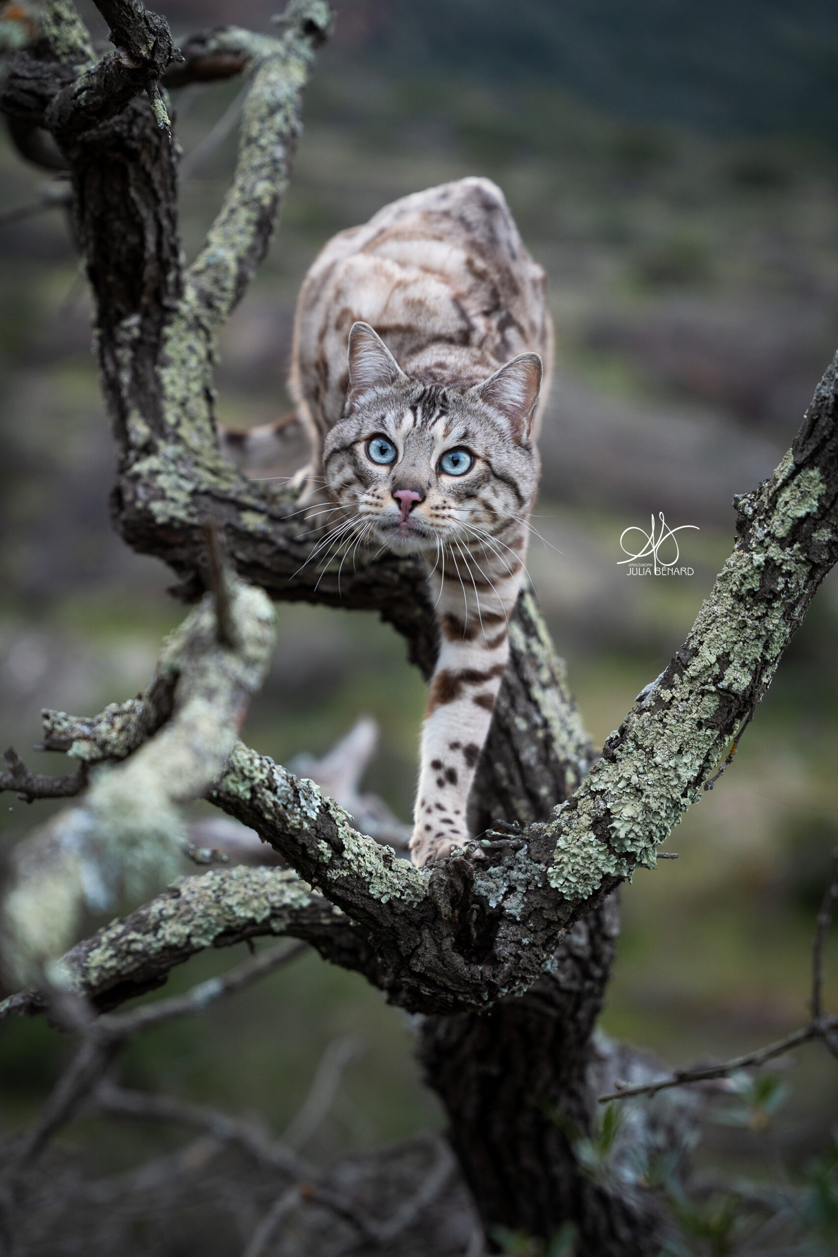bengal's throne élevage chat loof wcf tica bengals bengal chat chatterie wild sauvage panthère léopard brown silver snow seal bleu rosettes vaucluse france tabby cat kitten mignon chaton chatons réservation vente