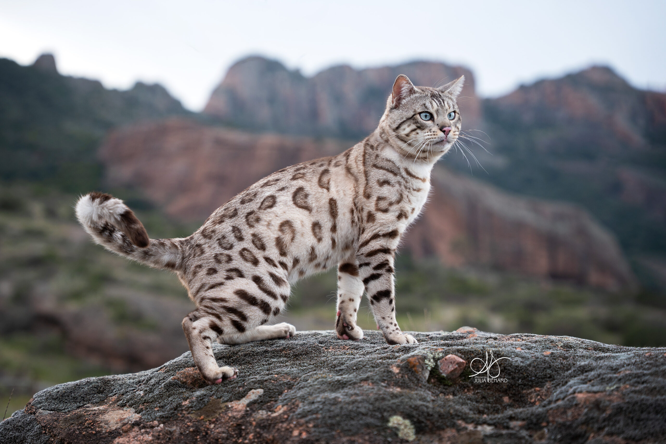 bengal's throne élevage chat loof wcf tica bengals bengal chat chatterie wild sauvage panthère léopard brown silver snow seal bleu rosettes vaucluse france tabby cat kitten mignon chaton chatons réservation vente