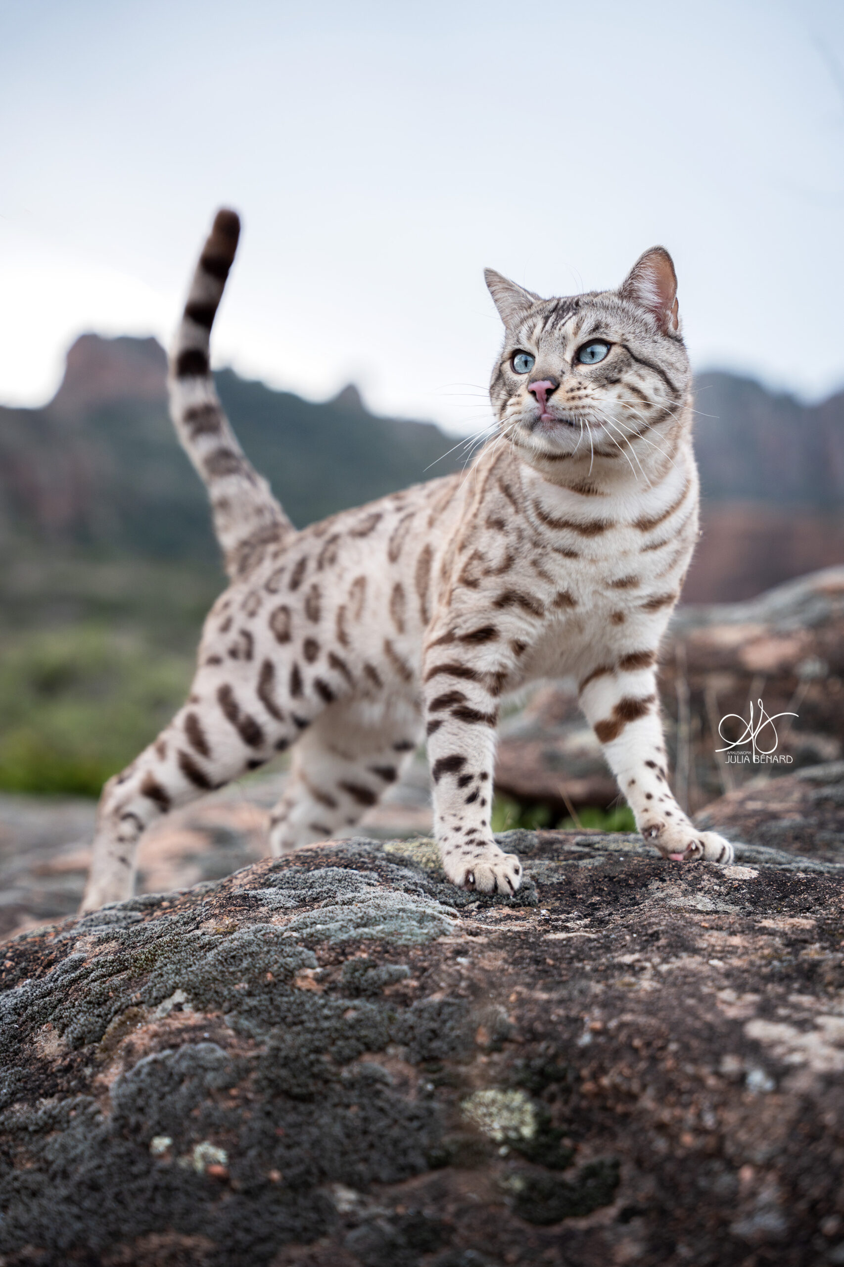 bengal's throne élevage chat loof wcf tica bengals bengal chat chatterie wild sauvage panthère léopard brown silver snow seal bleu rosettes vaucluse france tabby cat kitten mignon chaton chatons réservation vente