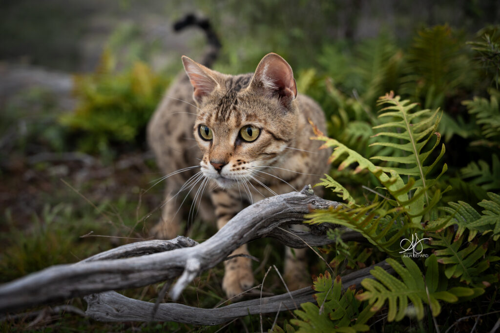 bengal's throne élevage chat loof wcf tica bengals bengal chat chatterie wild sauvage panthère léopard brown silver snow seal bleu rosettes vaucluse france tabby cat kitten mignon chaton chatons réservation vente