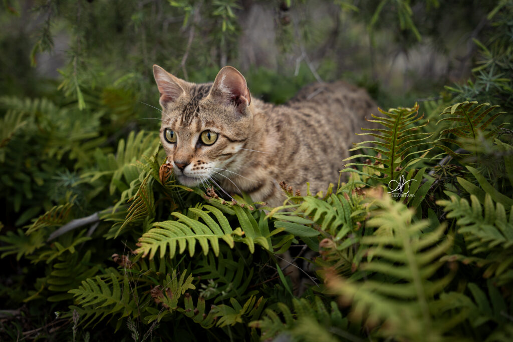 bengal's throne élevage chat loof wcf tica bengals bengal chat chatterie wild sauvage panthère léopard brown silver snow seal bleu rosettes vaucluse france tabby cat kitten mignon chaton chatons réservation vente