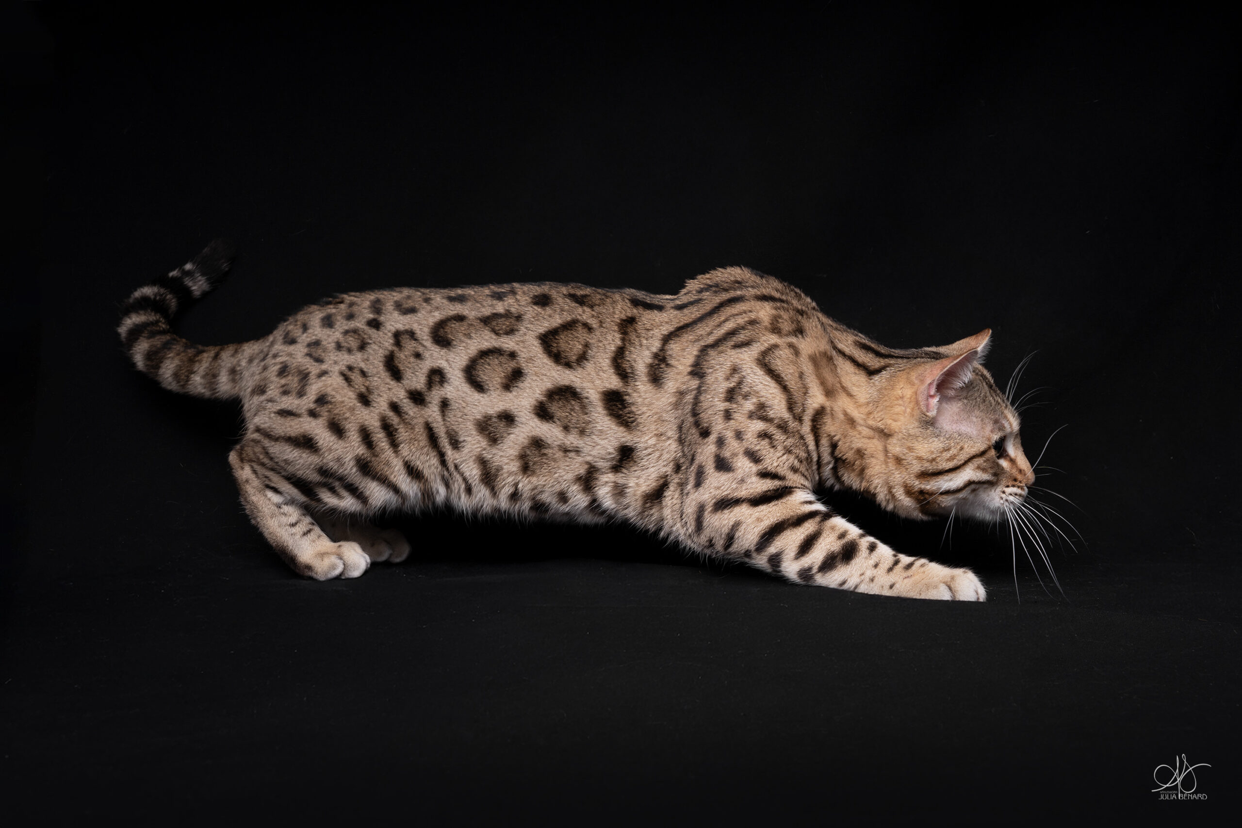 bengal's throne élevage chat loof wcf tica bengals bengal chat chatterie wild sauvage panthère léopard brown silver snow seal bleu rosettes vaucluse france tabby cat kitten mignon chaton chatons réservation vente