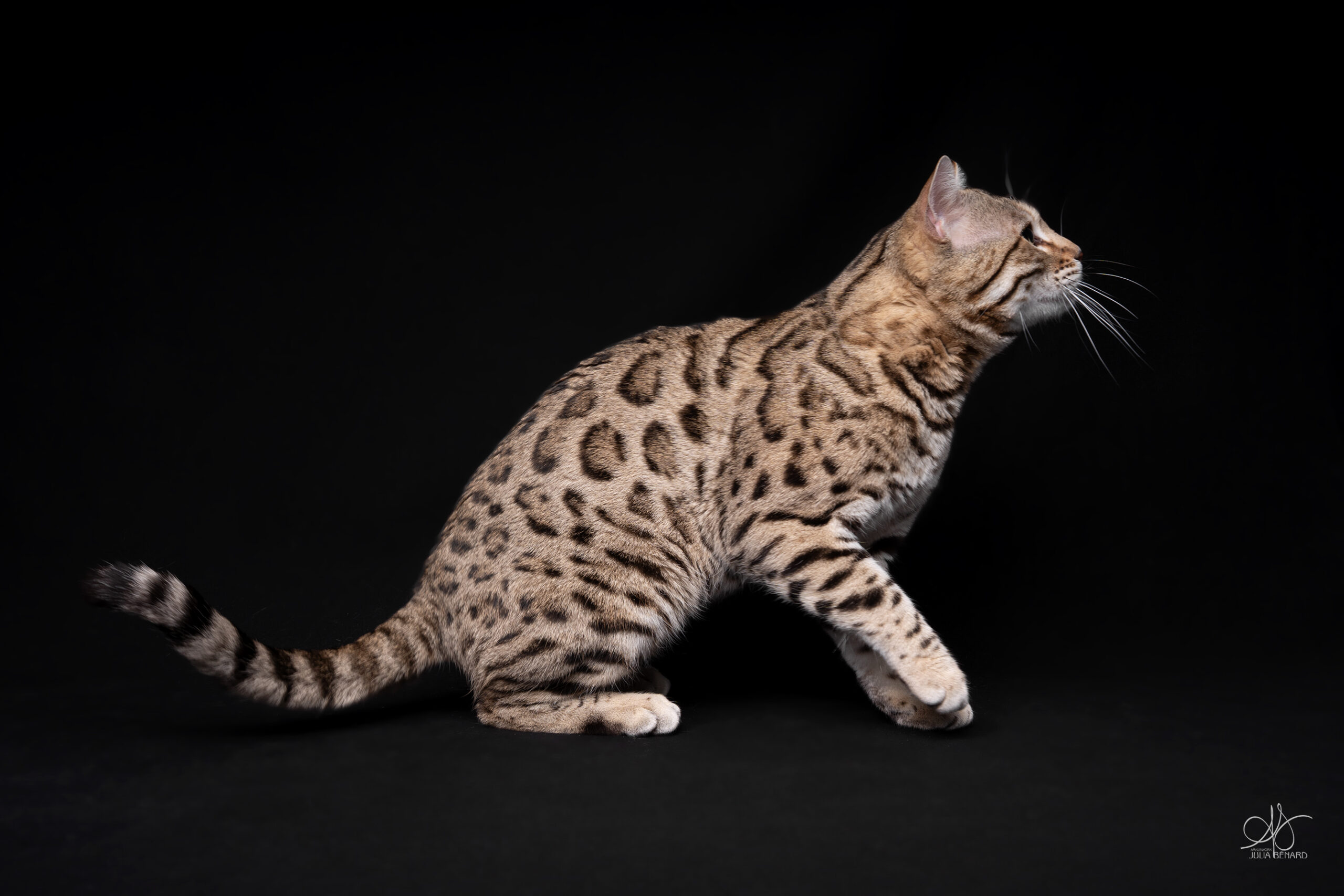 bengal's throne élevage chat loof wcf tica bengals bengal chat chatterie wild sauvage panthère léopard brown silver snow seal bleu rosettes vaucluse france tabby cat kitten mignon chaton chatons réservation vente