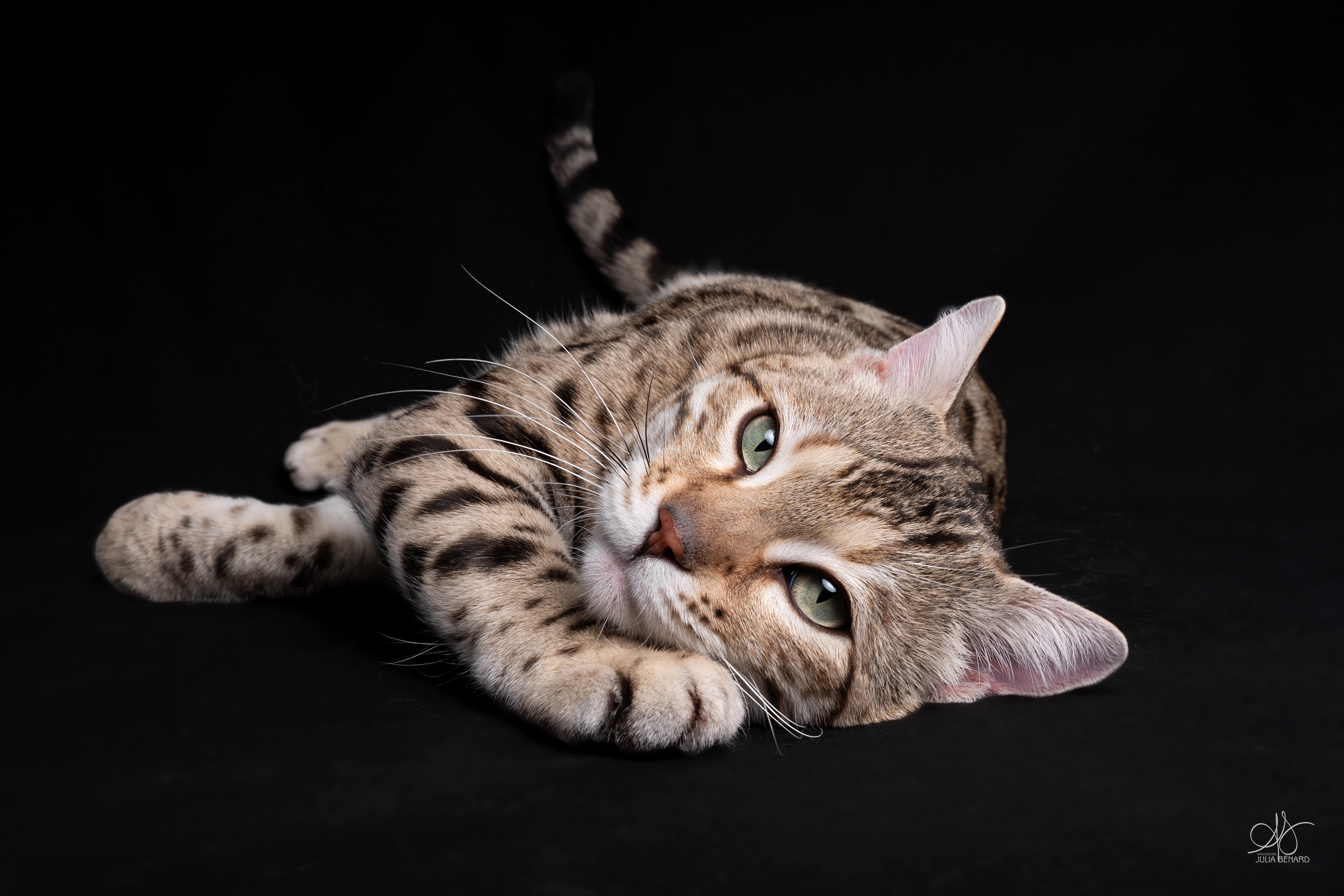bengal's throne élevage chat loof wcf tica bengals bengal chat chatterie wild sauvage panthère léopard brown silver snow seal bleu rosettes vaucluse france tabby cat kitten mignon chaton chatons réservation vente