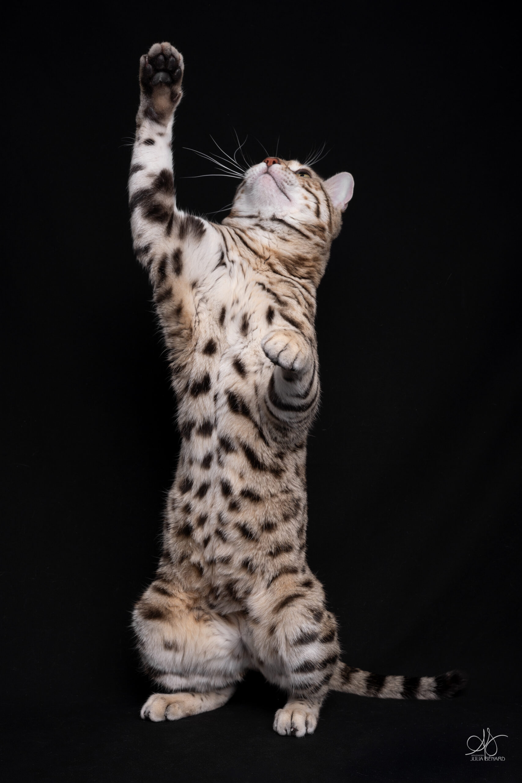 bengal's throne élevage chat loof wcf tica bengals bengal chat chatterie wild sauvage panthère léopard brown silver snow seal bleu rosettes vaucluse france tabby cat kitten mignon chaton chatons réservation vente
