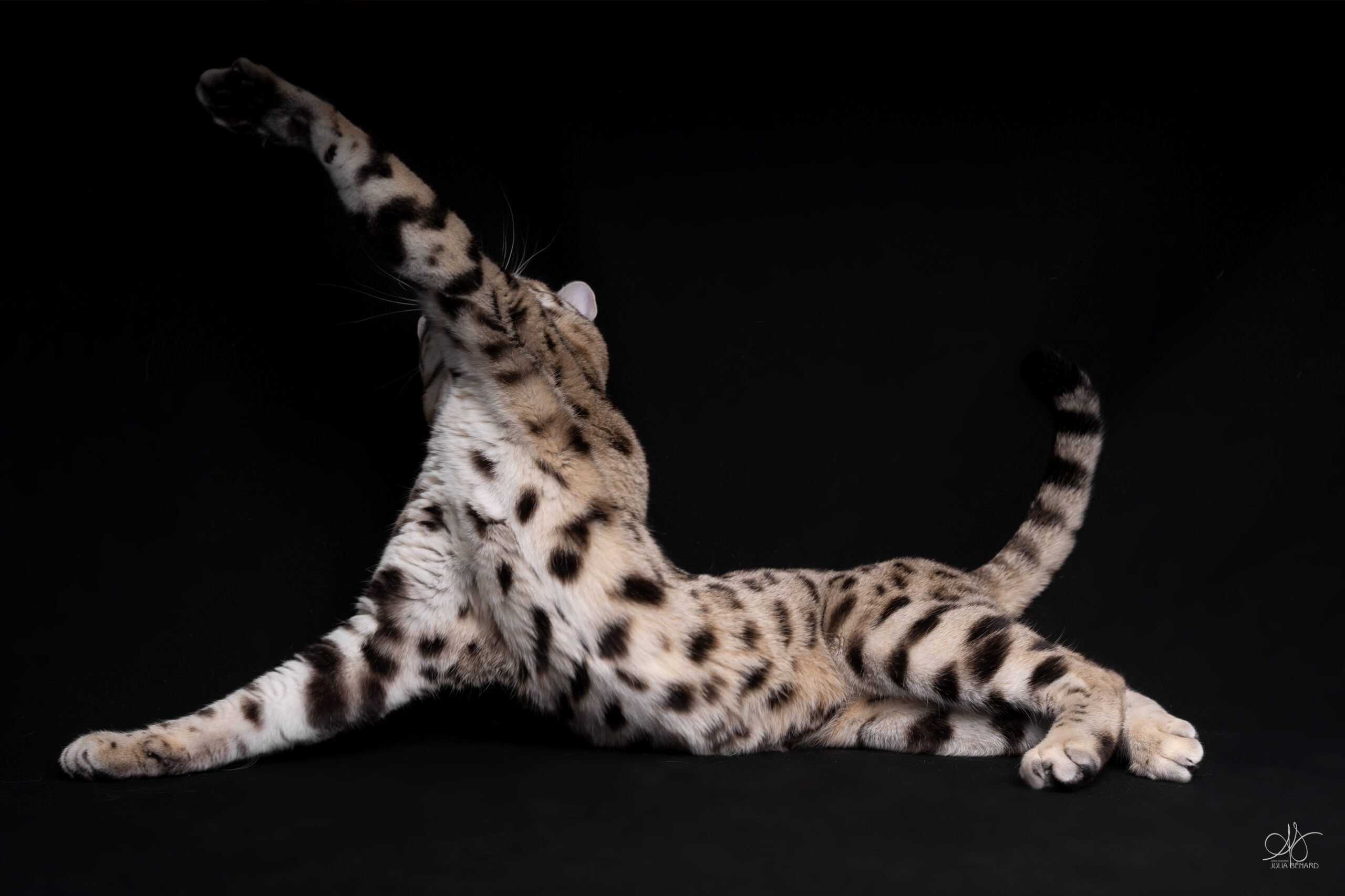 bengal's throne élevage chat loof wcf tica bengals bengal chat chatterie wild sauvage panthère léopard brown silver snow seal bleu rosettes vaucluse france tabby cat kitten mignon chaton chatons réservation vente