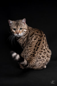 bengal's throne élevage chat loof wcf tica bengals bengal chat chatterie wild sauvage panthère léopard brown silver snow seal bleu rosettes vaucluse france tabby cat kitten mignon chaton chatons réservation vente