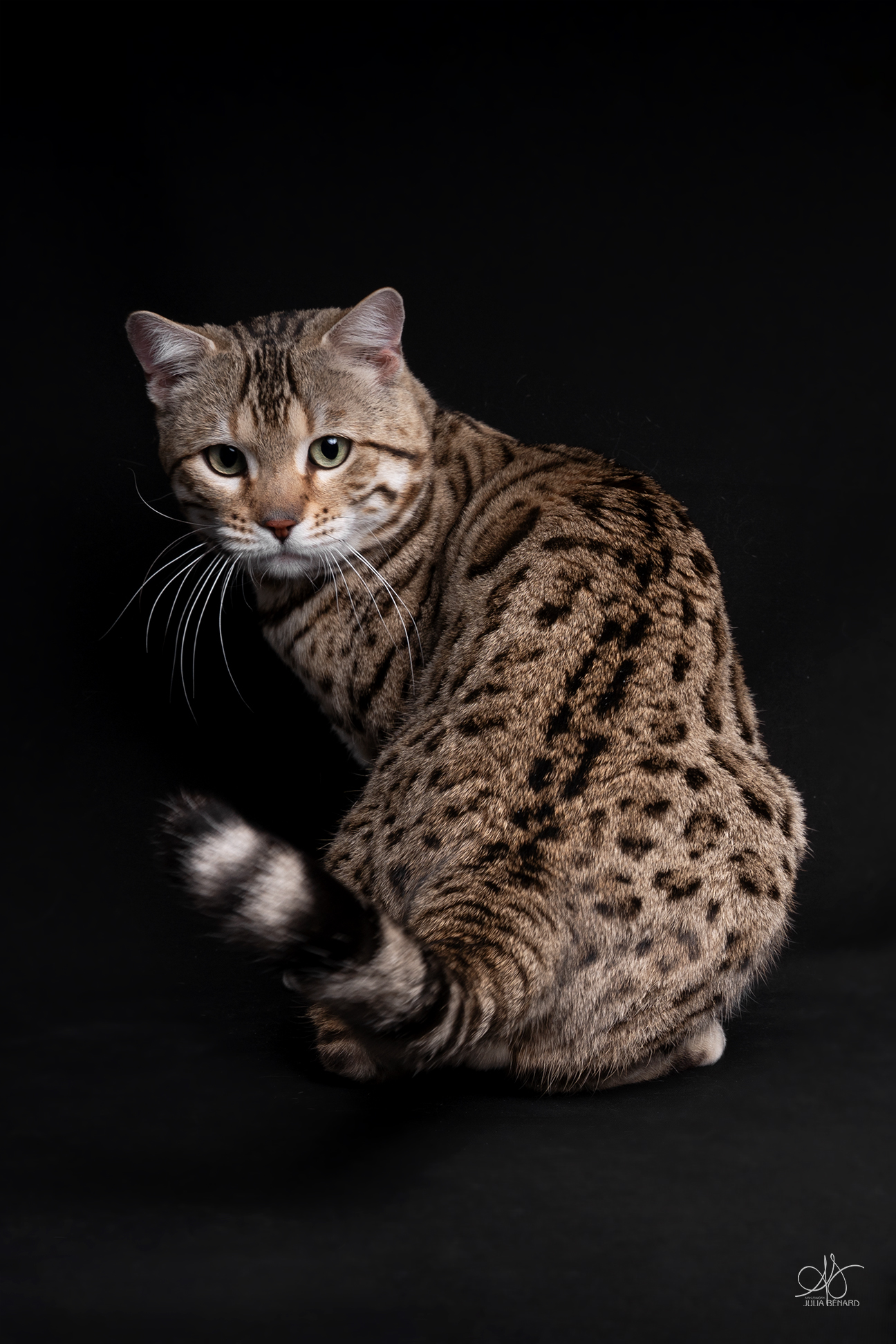 bengal's throne élevage chat loof wcf tica bengals bengal chat chatterie wild sauvage panthère léopard brown silver snow seal bleu rosettes vaucluse france tabby cat kitten mignon chaton chatons réservation vente