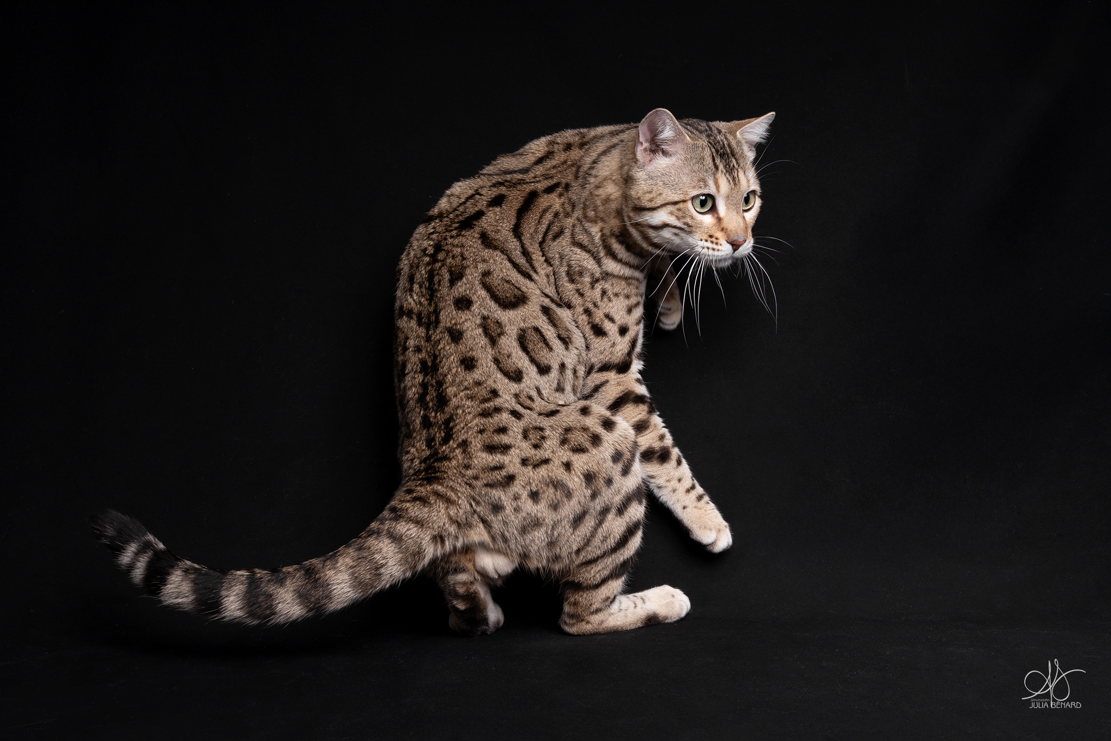 bengal's throne élevage chat loof wcf tica bengals bengal chat chatterie wild sauvage panthère léopard brown silver snow seal bleu rosettes vaucluse france tabby cat kitten mignon chaton chatons réservation vente