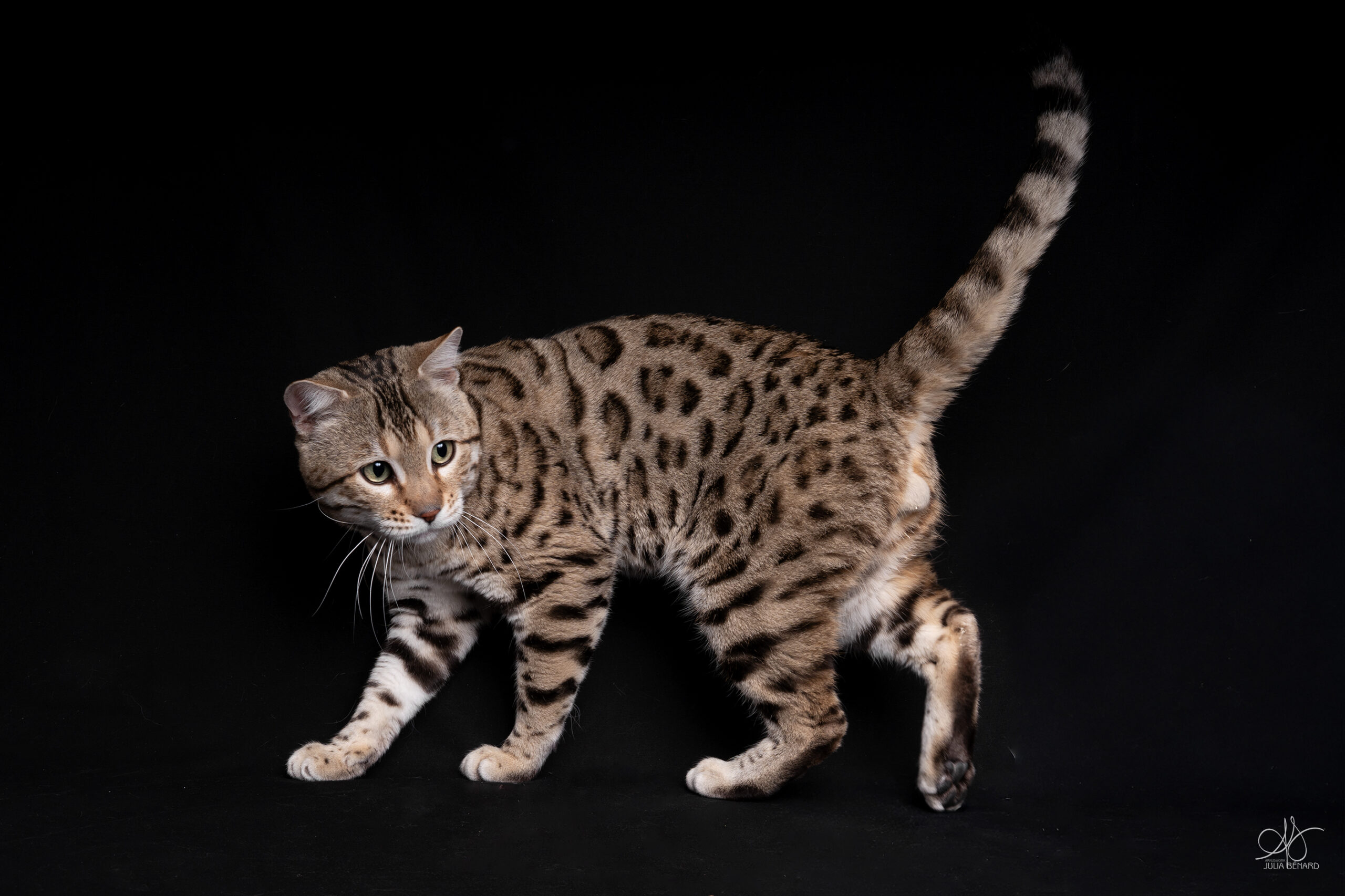 bengal's throne élevage chat loof wcf tica bengals bengal chat chatterie wild sauvage panthère léopard brown silver snow seal bleu rosettes vaucluse france tabby cat kitten mignon chaton chatons réservation vente