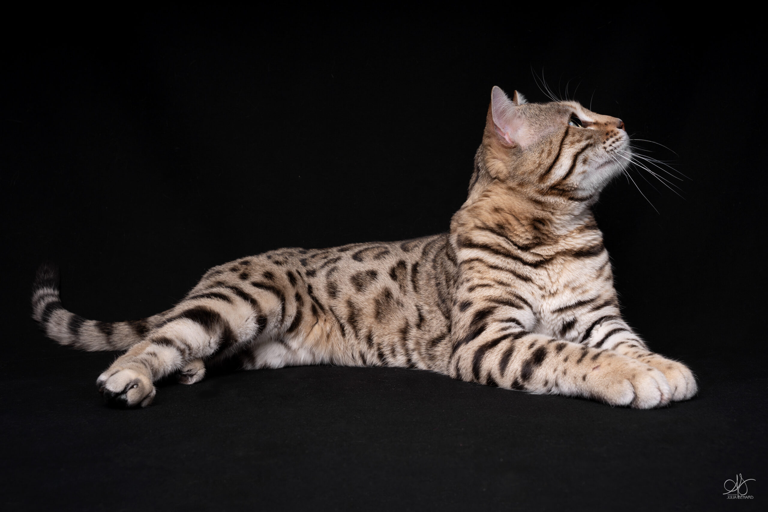 bengal's throne élevage chat loof wcf tica bengals bengal chat chatterie wild sauvage panthère léopard brown silver snow seal bleu rosettes vaucluse france tabby cat kitten mignon chaton chatons réservation vente
