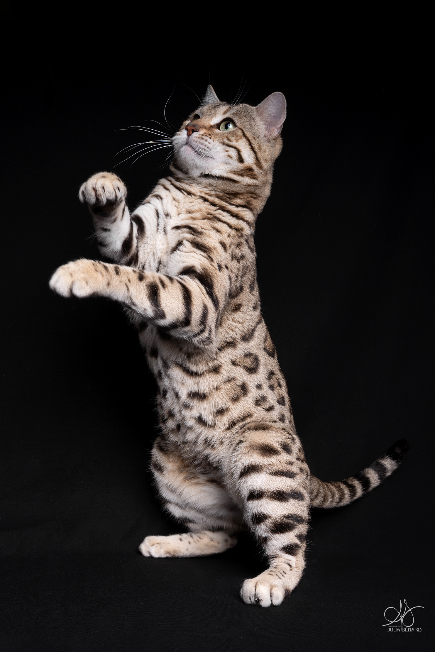 bengal's throne élevage chat loof wcf tica bengals bengal chat chatterie wild sauvage panthère léopard brown silver snow seal bleu rosettes vaucluse france tabby cat kitten mignon chaton chatons réservation vente