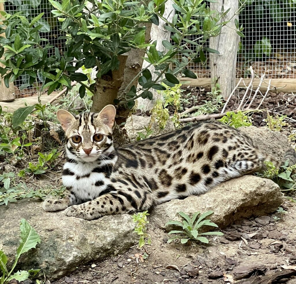 bengal's throne élevage chat loof wcf tica bengals bengal chat chatterie wild sauvage panthère léopard brown silver snow seal bleu rosettes vaucluse france tabby cat kitten mignon chaton chatons réservation vente alc asian leopard cat prionailurus bengalensis