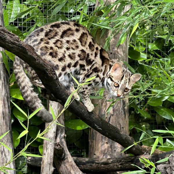bengal's throne élevage chat loof wcf tica bengals bengal chat chatterie wild sauvage panthère léopard brown silver snow seal bleu rosettes vaucluse france tabby cat kitten mignon chaton chatons réservation vente alc asian leopard cat prionailurus bengalensis