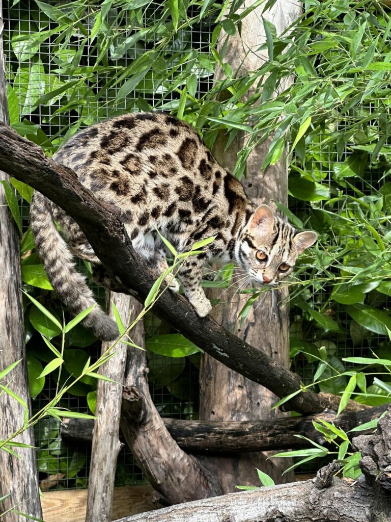bengal's throne élevage chat loof wcf tica bengals bengal chat chatterie wild sauvage panthère léopard brown silver snow seal bleu rosettes vaucluse france tabby cat kitten mignon chaton chatons réservation vente alc asian leopard cat prionailurus bengalensis
