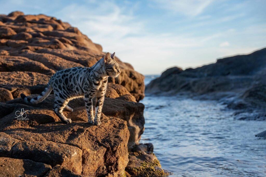 bengal's throne élevage chat loof wcf tica bengals bengal chat chatterie wild sauvage panthère léopard brown silver snow seal bleu rosettes vaucluse france tabby cat kitten mignon chaton chatons réservation vente alc asian leopard cat prionailurus bengalensis aiden mer plage bord