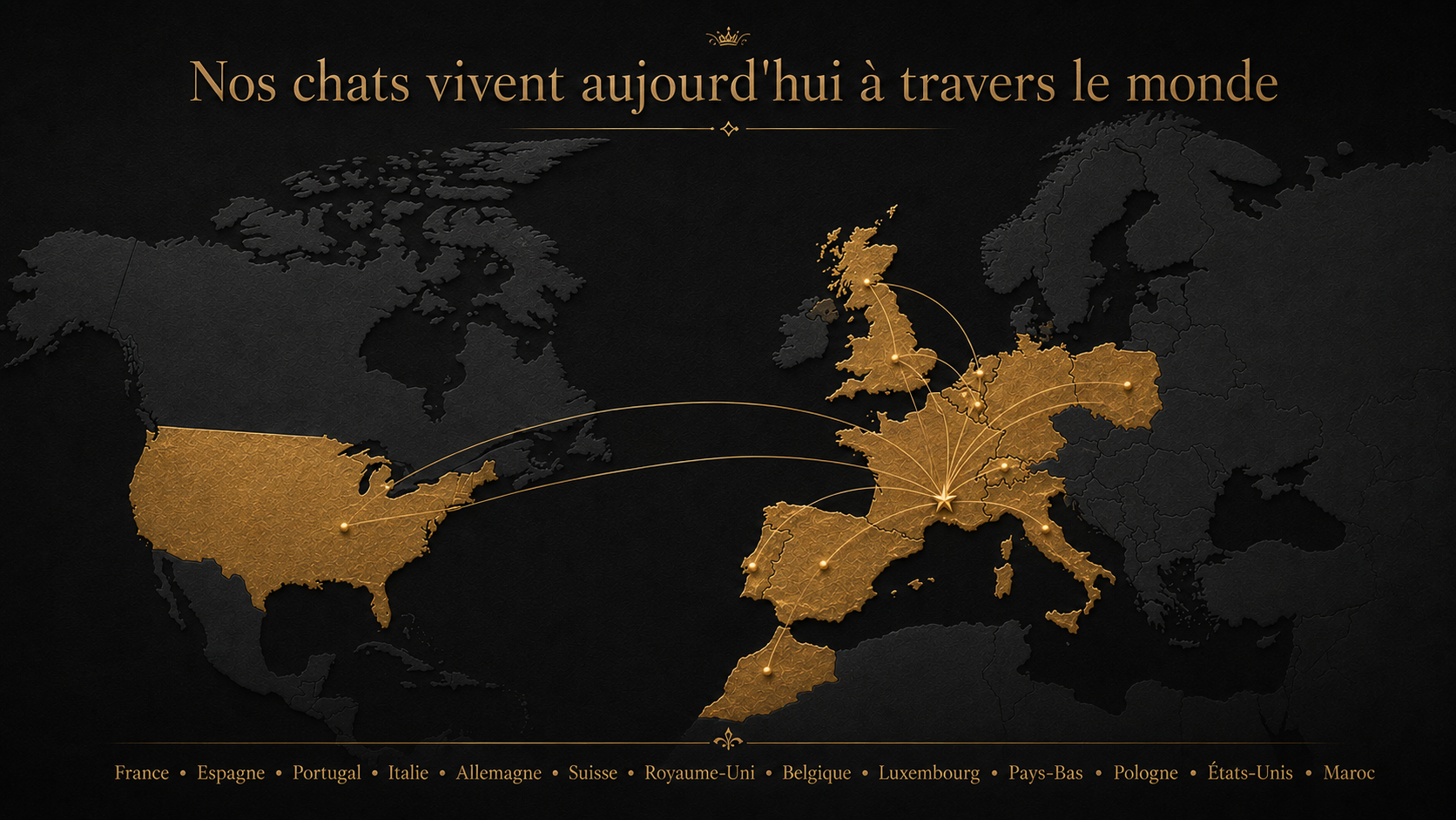 bengal's throne élevage chat loof wcf tica bengals bengal chat chatterie wild sauvage panthère léopard brown silver snow seal bleu rosettes vaucluse france tabby cat kitten mignon chaton chatons réservation vente