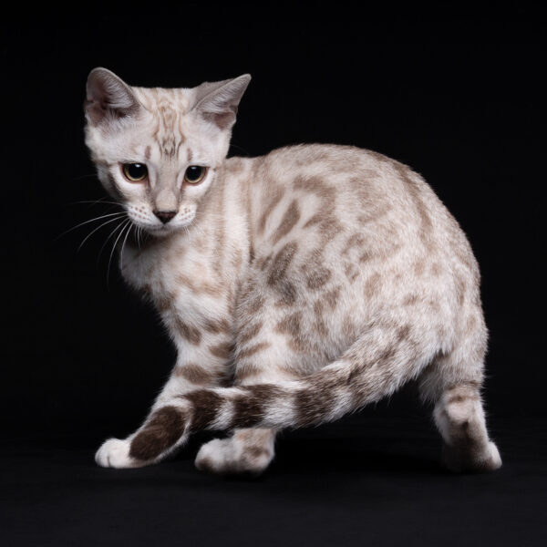 bengal's throne élevage chat loof wcf tica bengals bengal chat chatterie wild sauvage panthère léopard brown silver snow seal bleu rosettes vaucluse france tabby cat kitten mignon chaton chatons réservation vente alc asian leopard cat prionailurus bengalensis