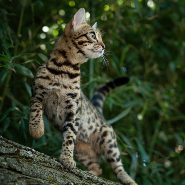 bengal's throne élevage chat loof wcf tica bengals bengal chat chatterie wild sauvage panthère léopard brown silver snow seal bleu rosettes vaucluse france tabby cat kitten mignon chaton chatons réservation vente alc asian leopard cat prionailurus bengalensis