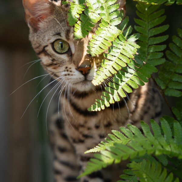 bengal's throne élevage chat loof wcf tica bengals bengal chat chatterie wild sauvage panthère léopard brown silver snow seal bleu rosettes vaucluse france tabby cat kitten mignon chaton chatons réservation vente alc asian leopard cat prionailurus bengalensis