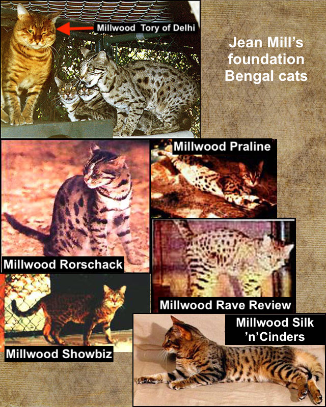 bengal's throne élevage chat loof wcf tica bengals bengal chat chatterie wild sauvage panthère léopard brown silver snow seal bleu rosettes vaucluse france tabby cat kitten mignon chaton chatons réservation vente alc asian leopard cat prionailurus bengalensis centerwall origine Tory of dehli